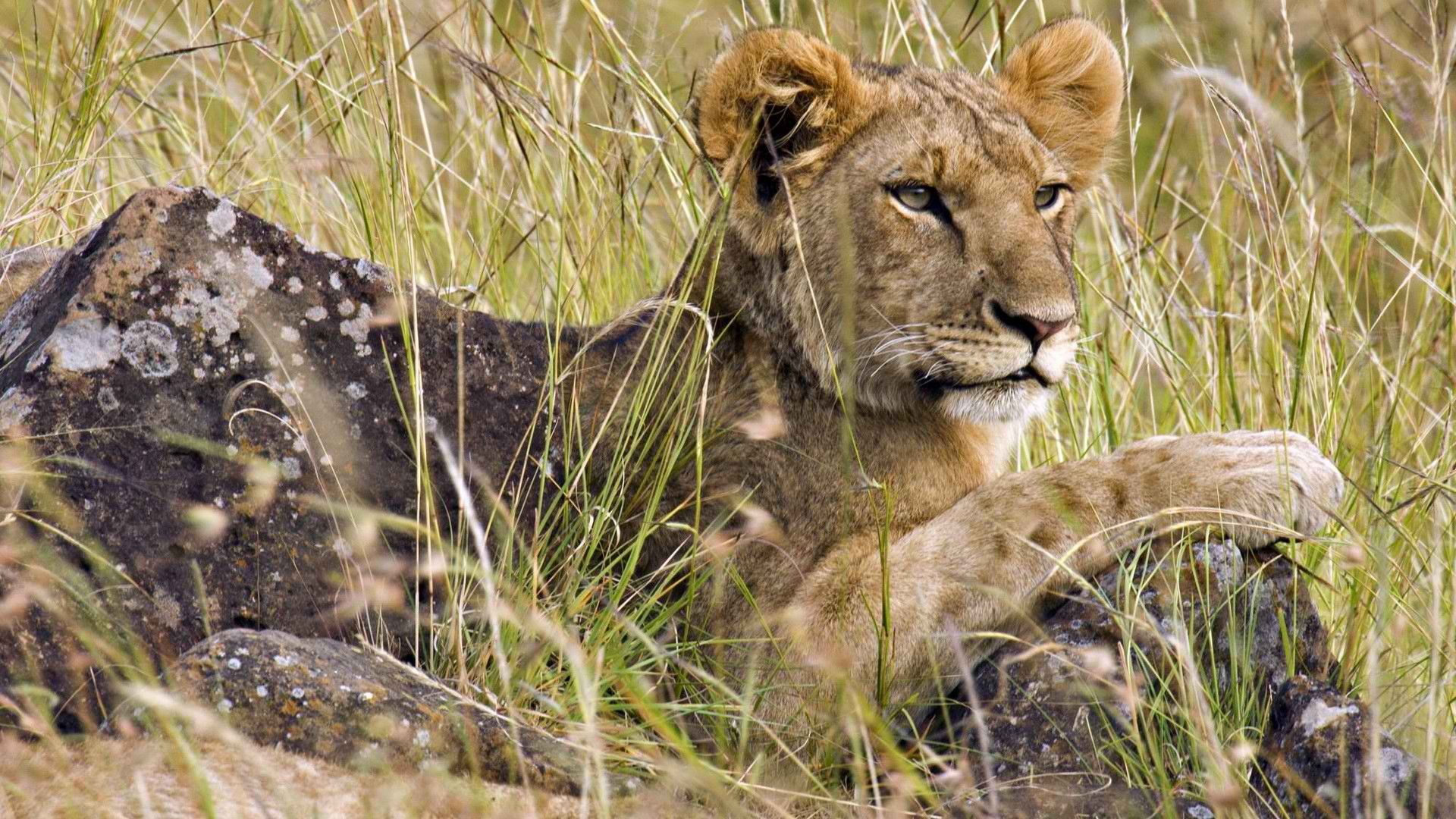 Téléchargez gratuitement l'image Animaux, Chats, Lion sur le bureau de votre PC