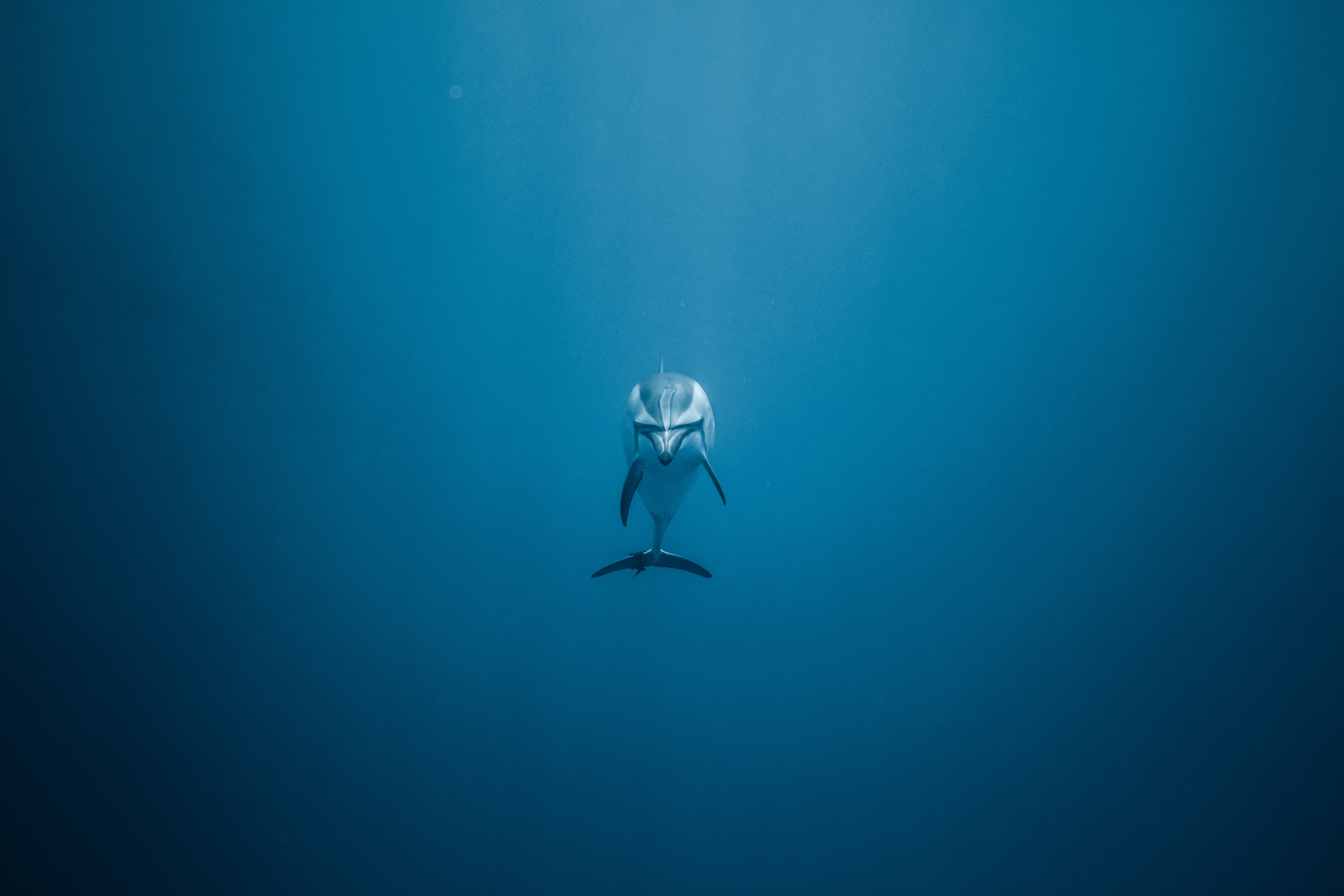 dolphin, underwater world, lonely, animals, to swim, swim, alone HD wallpaper