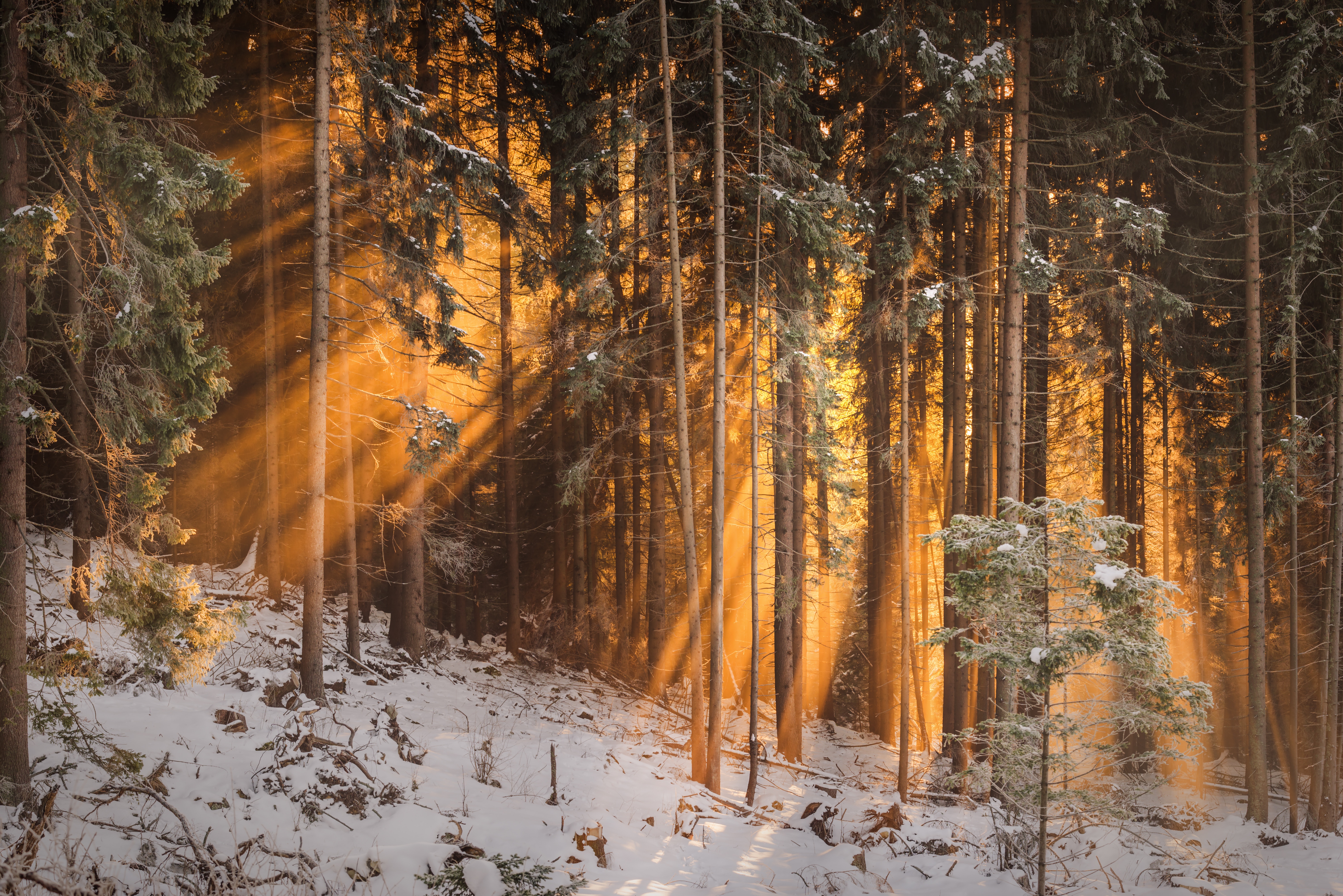 sunlight, nature, forest, trees, winter Full HD