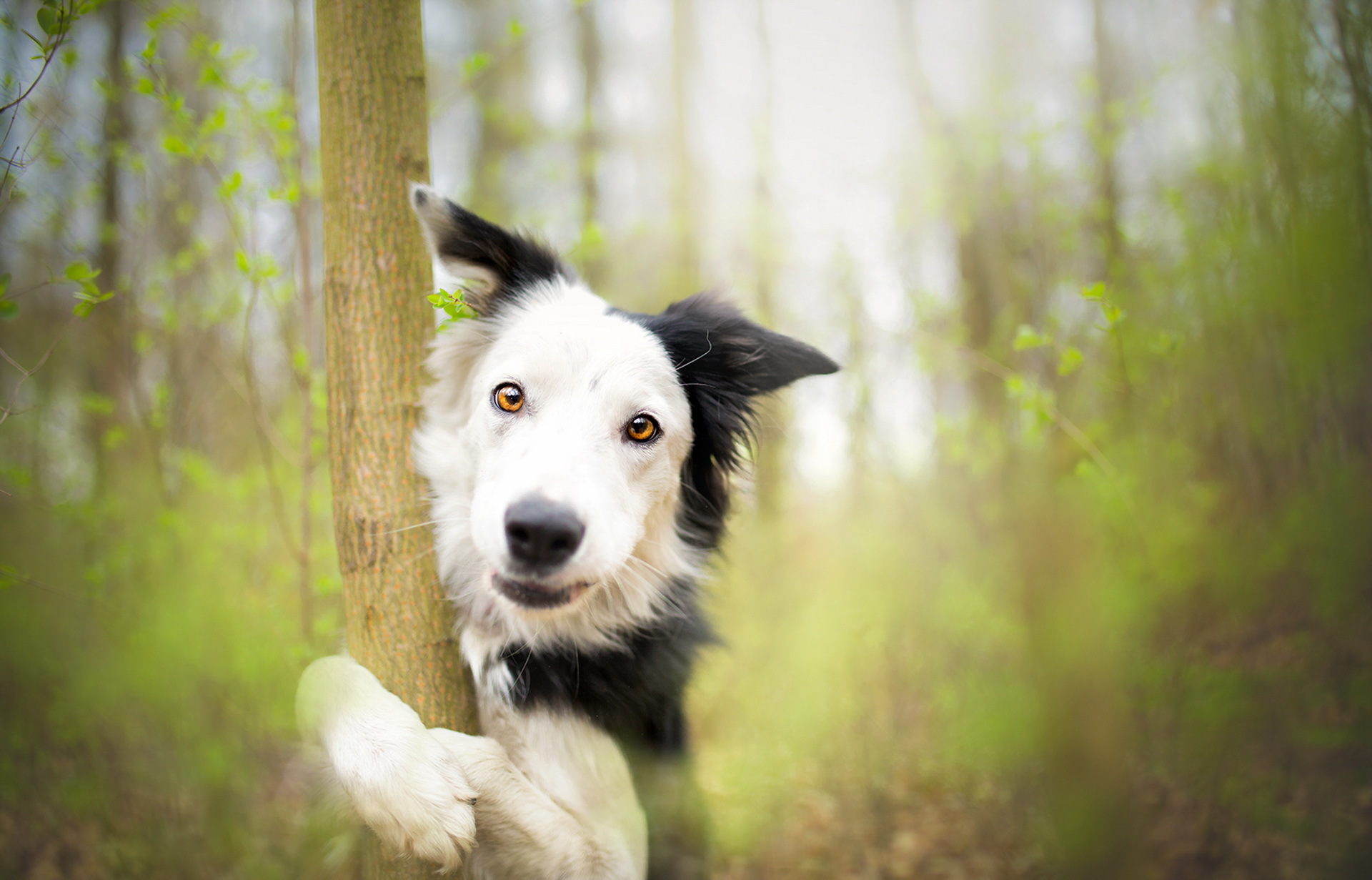 Download mobile wallpaper Dogs, Dog, Muzzle, Animal, Border Collie, Stare, Depth Of Field for free.