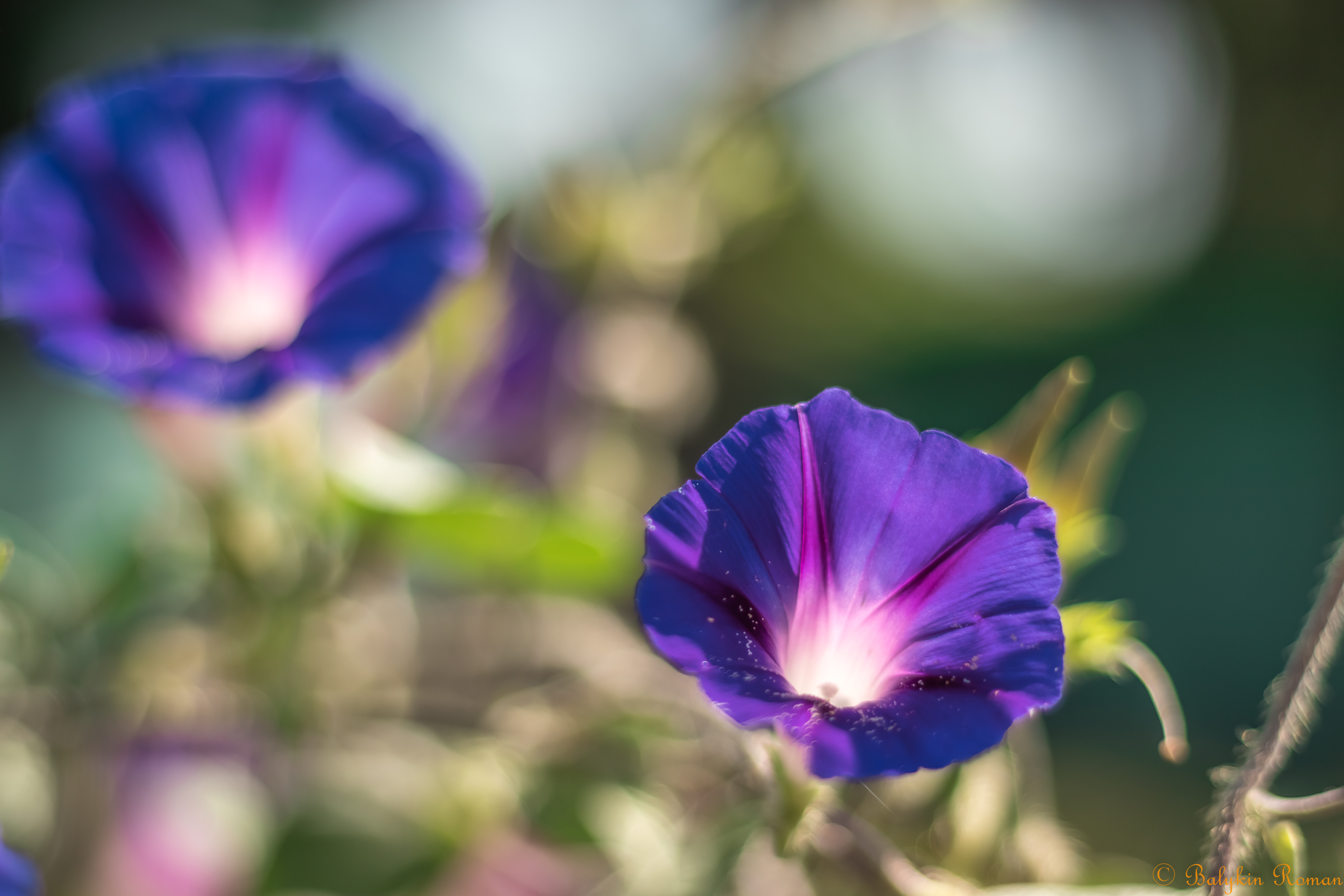 Descarga gratuita de fondo de pantalla para móvil de Flores, Flor, Tierra/naturaleza.