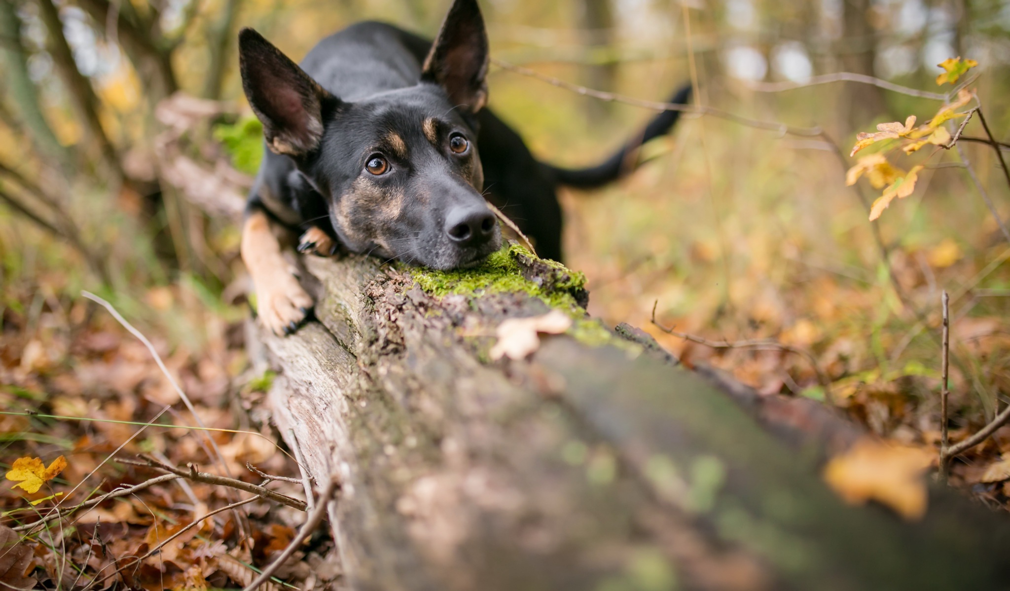 Download mobile wallpaper Dogs, Dog, Muzzle, Animal, German Shepherd, Depth Of Field for free.