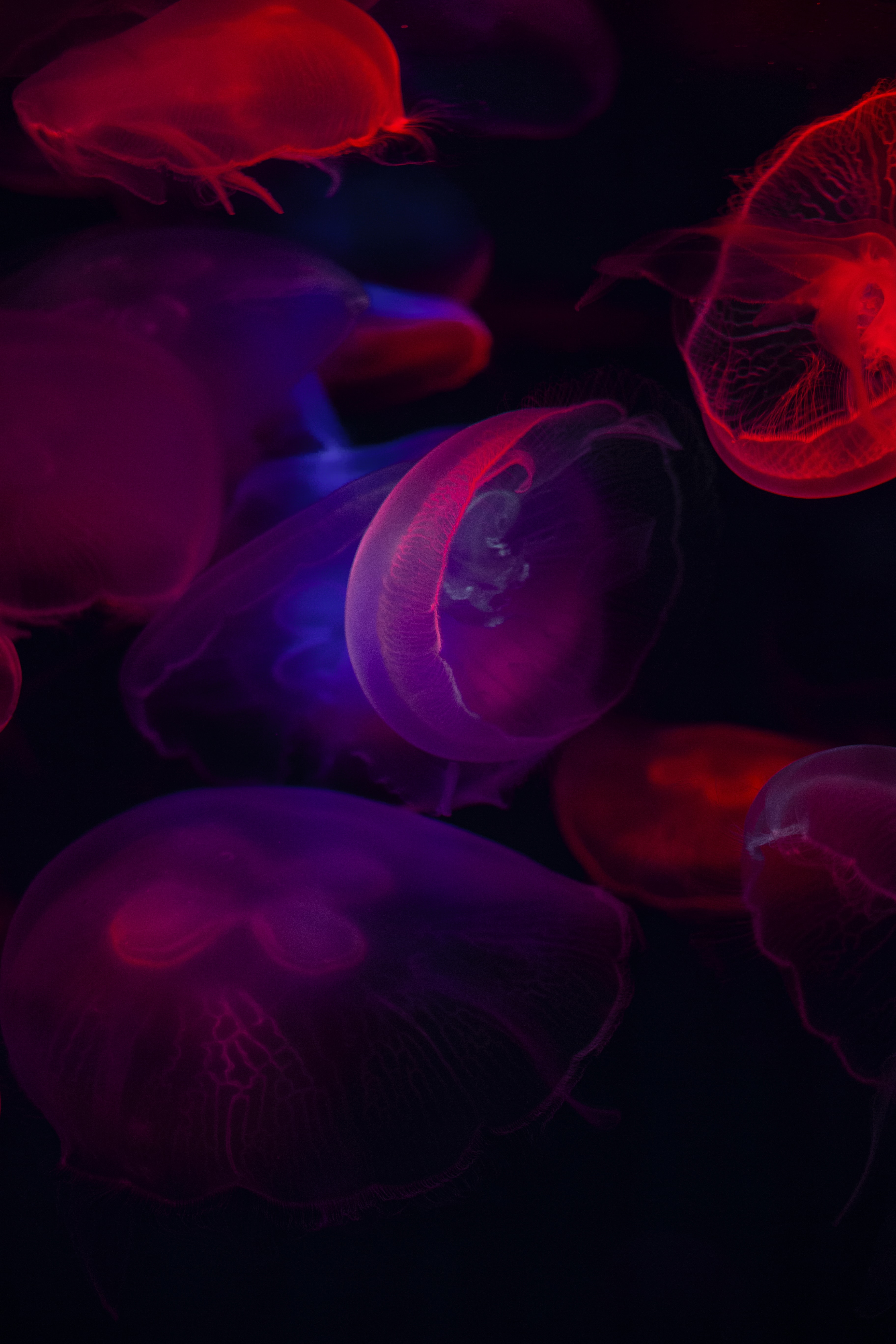 104977 télécharger l'image animaux, mer, jellyfish, transparent, sombre, monde sous marin - fonds d'écran et économiseurs d'écran gratuits