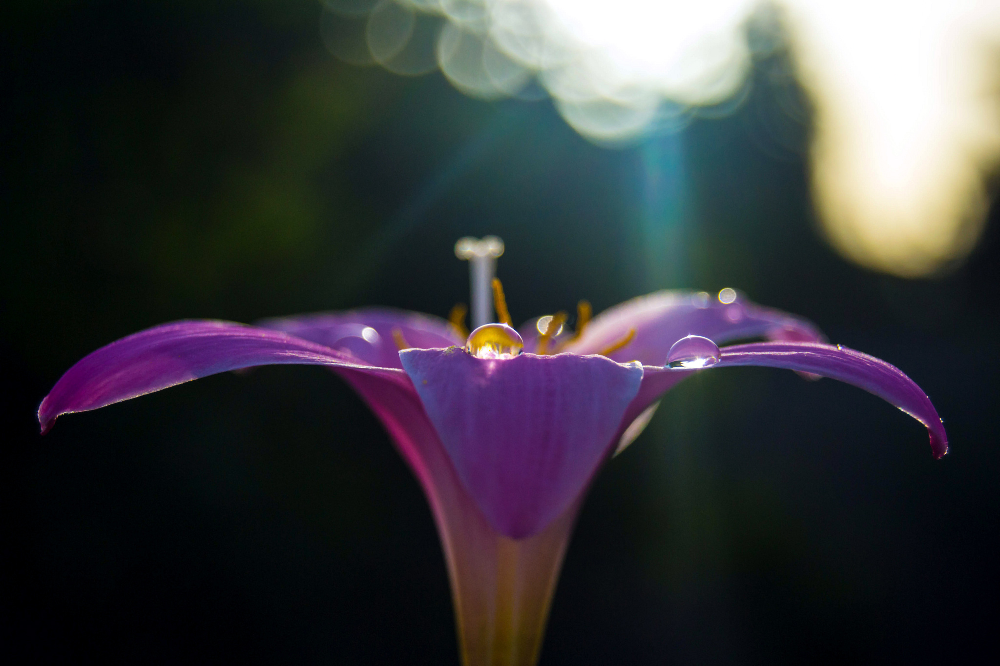 Téléchargez gratuitement l'image Fleurs, Fleur, Terre/nature sur le bureau de votre PC