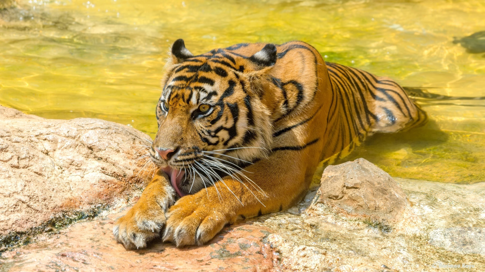 Скачать картинку Животные, Тигр, Зоопарк, Кошки в телефон бесплатно.
