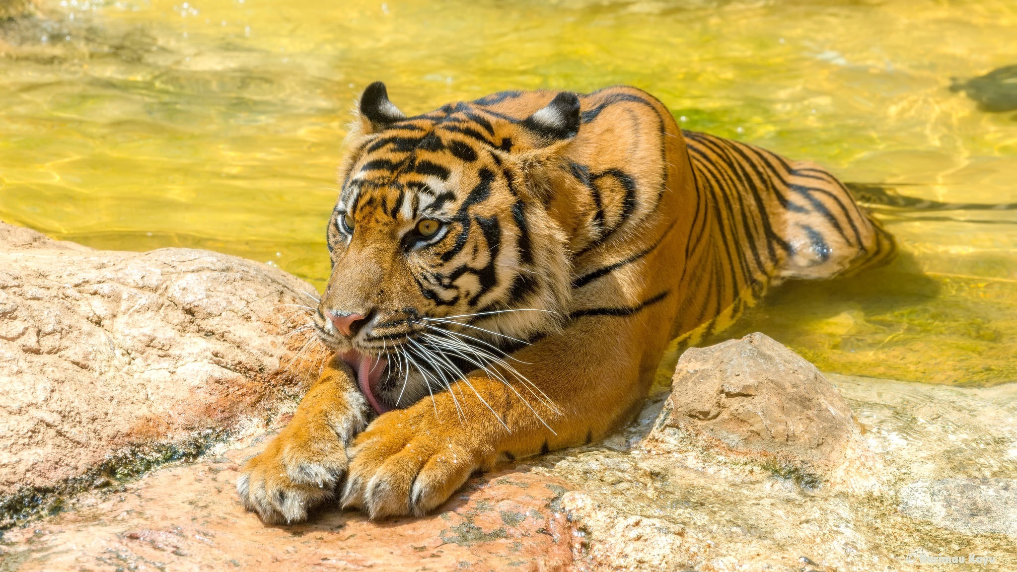 Download mobile wallpaper Cats, Tiger, Animal, Zoo for free.