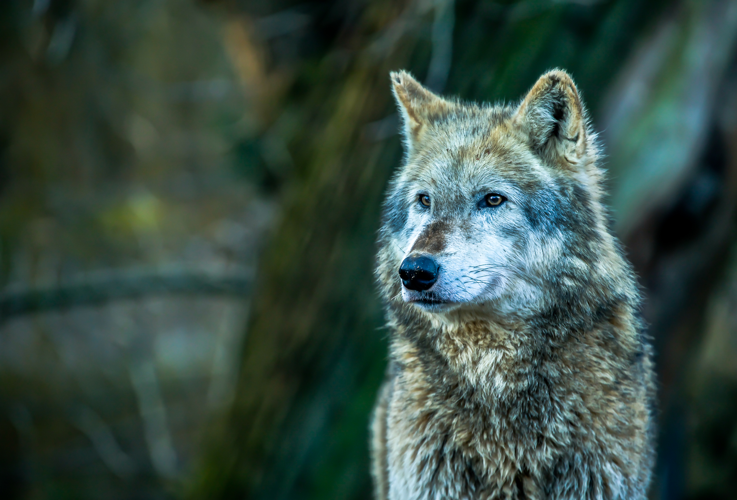 Download mobile wallpaper Wolf, Animal, Bokeh, Wolves for free.