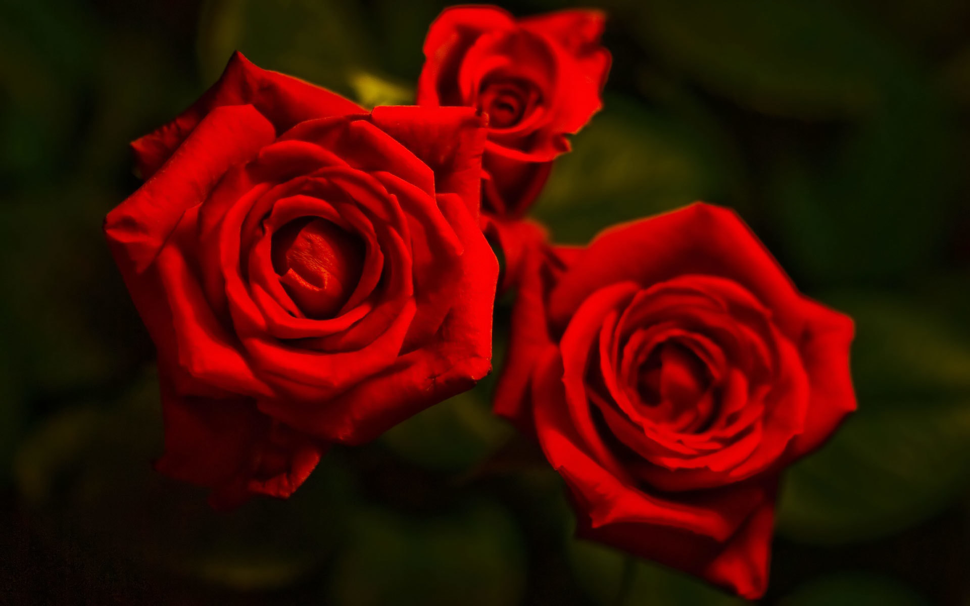 Téléchargez gratuitement l'image Fleurs, Roses, Plantes sur le bureau de votre PC