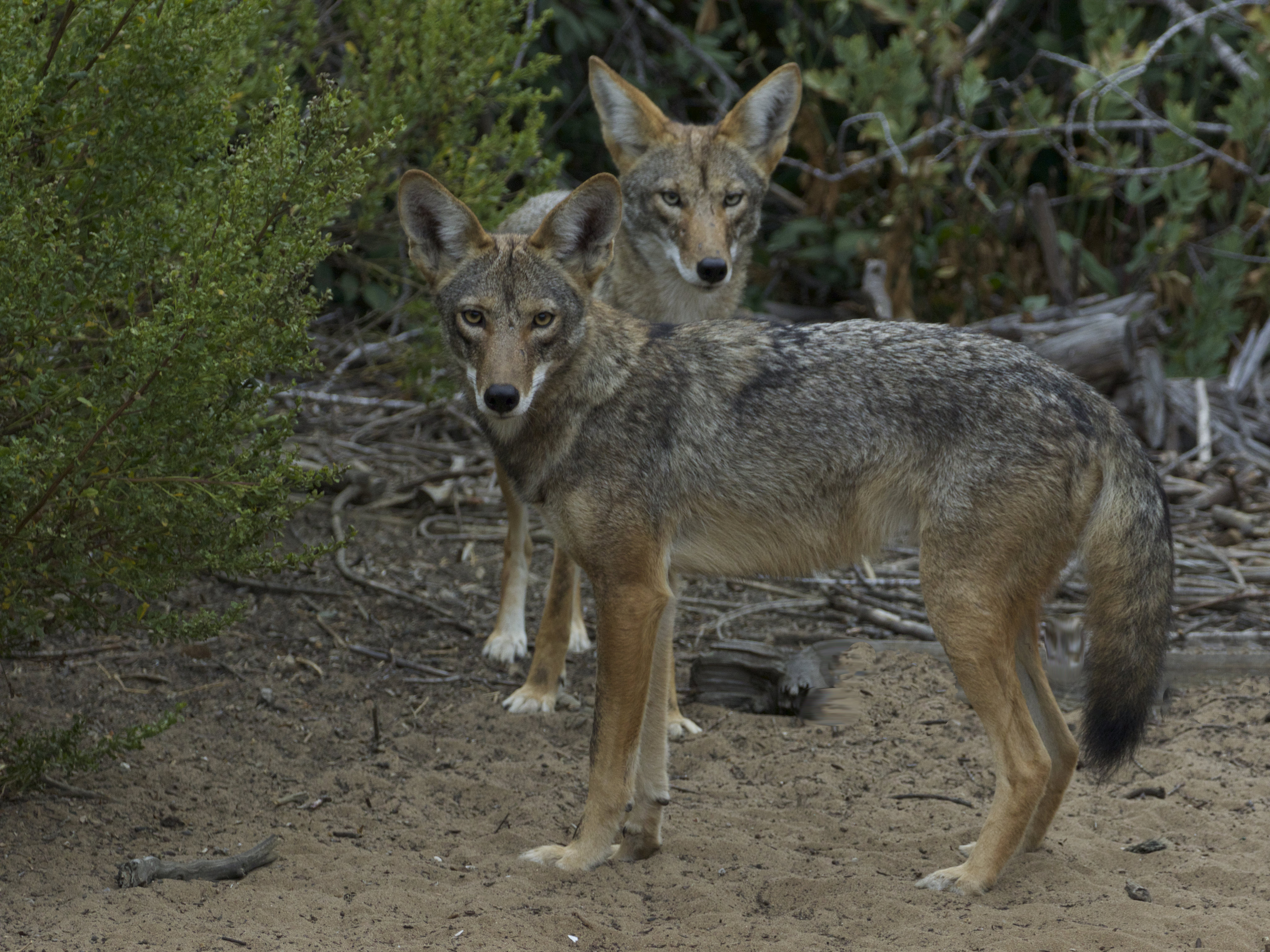 Download mobile wallpaper Sight, Coyotes, Animals, Muzzle, Opinion, Animal, Predator for free.