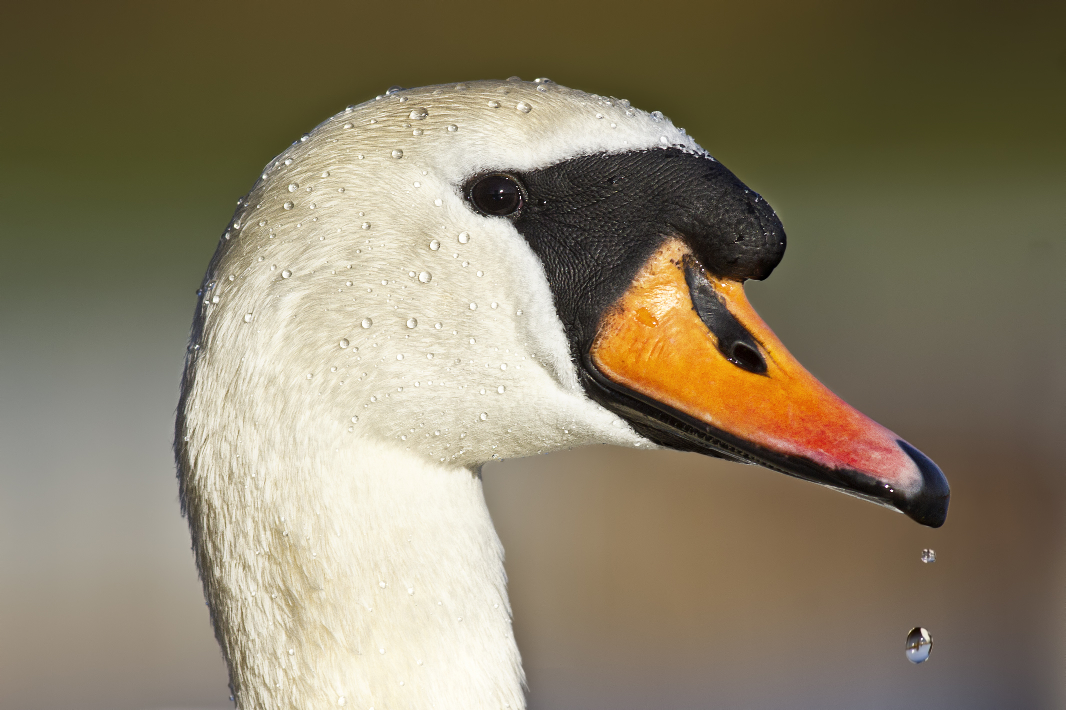Download mobile wallpaper Birds, Bird, Beak, Close Up, Animal, Swan, Mute Swan for free.