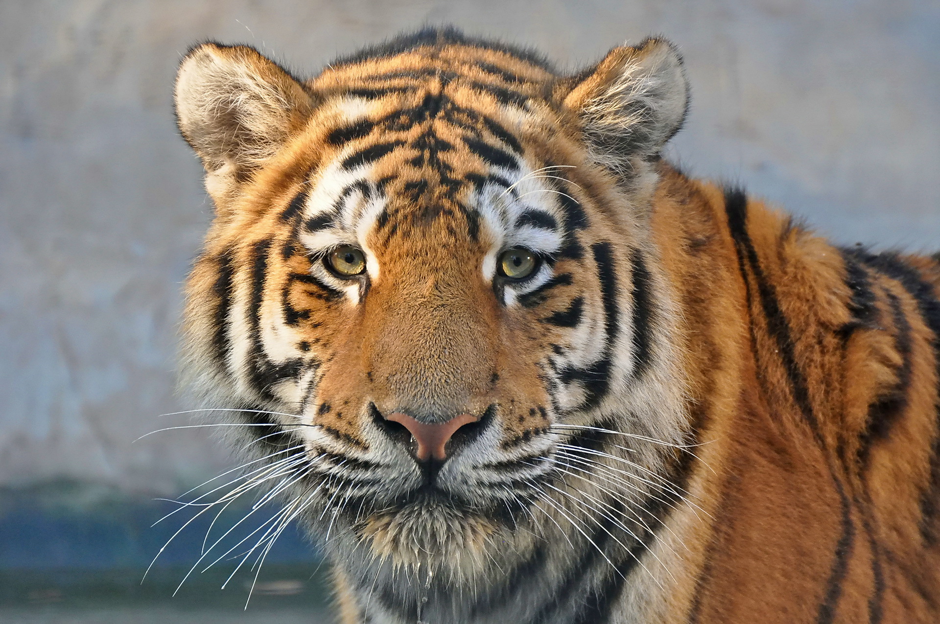 Baixar papel de parede para celular de Animais, Gatos, Tigre gratuito.