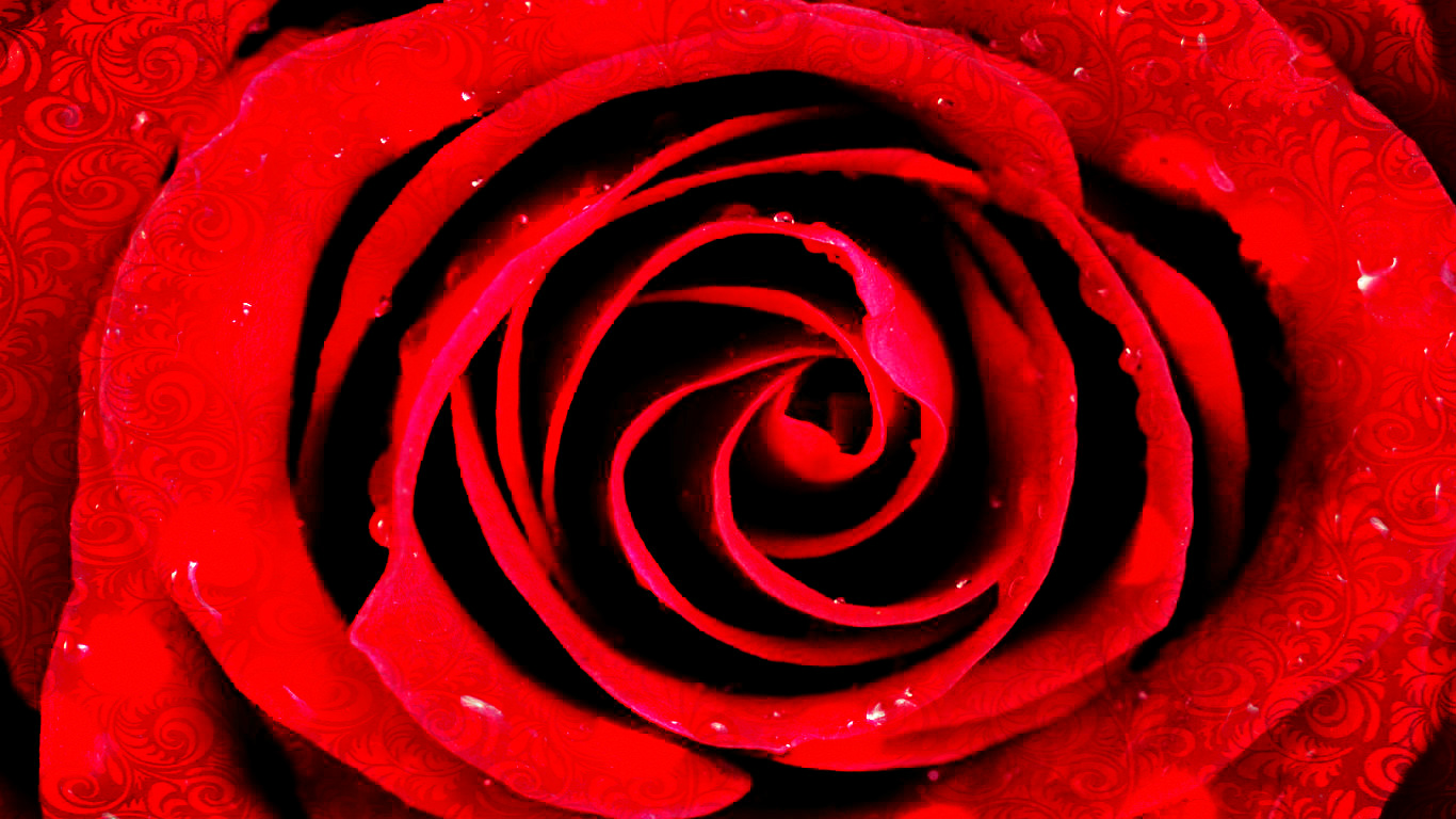 Handy-Wallpaper Rose, Künstlerisch kostenlos herunterladen.