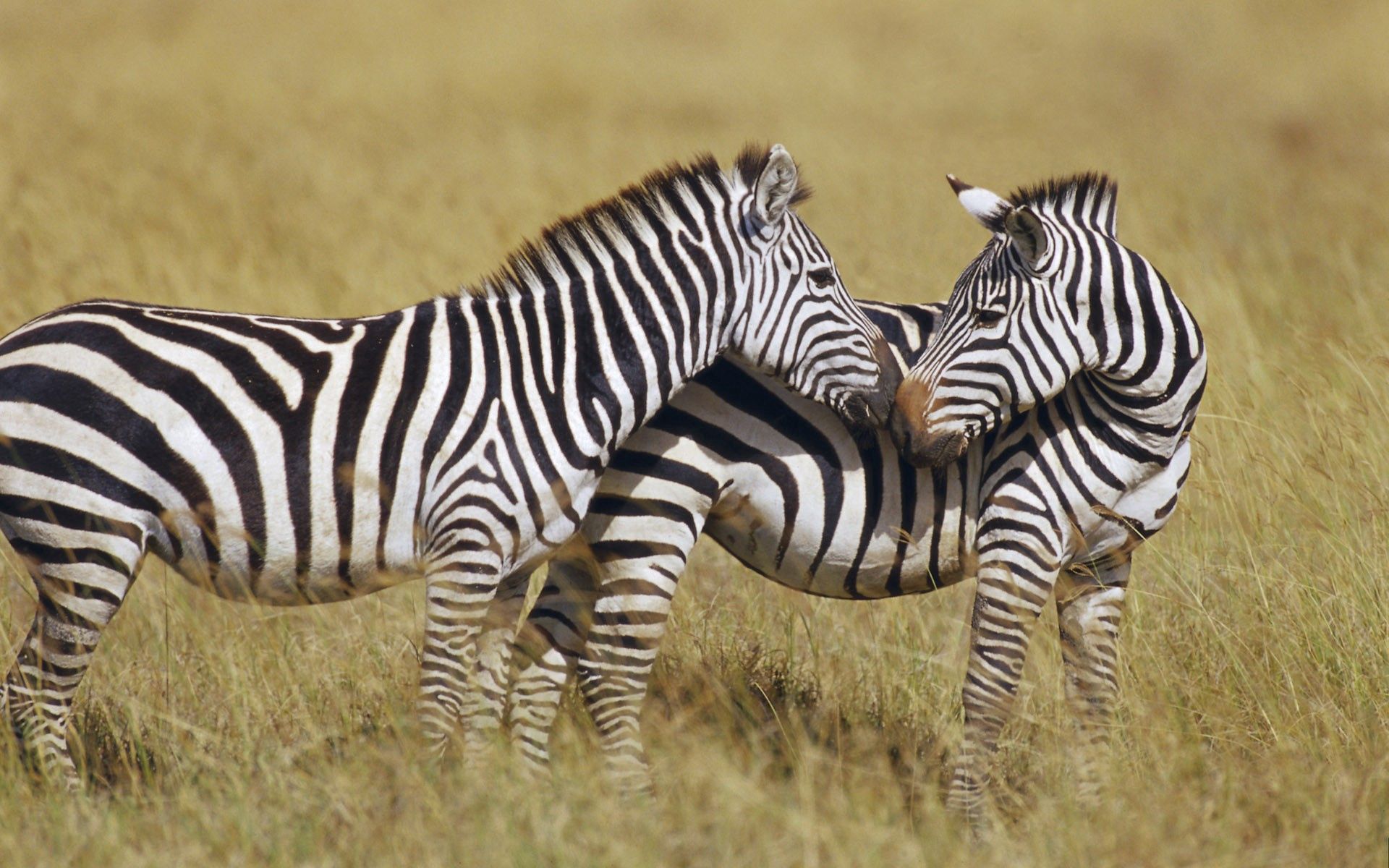 animals, grass, zebra, stripes, streaks, to stand, stand