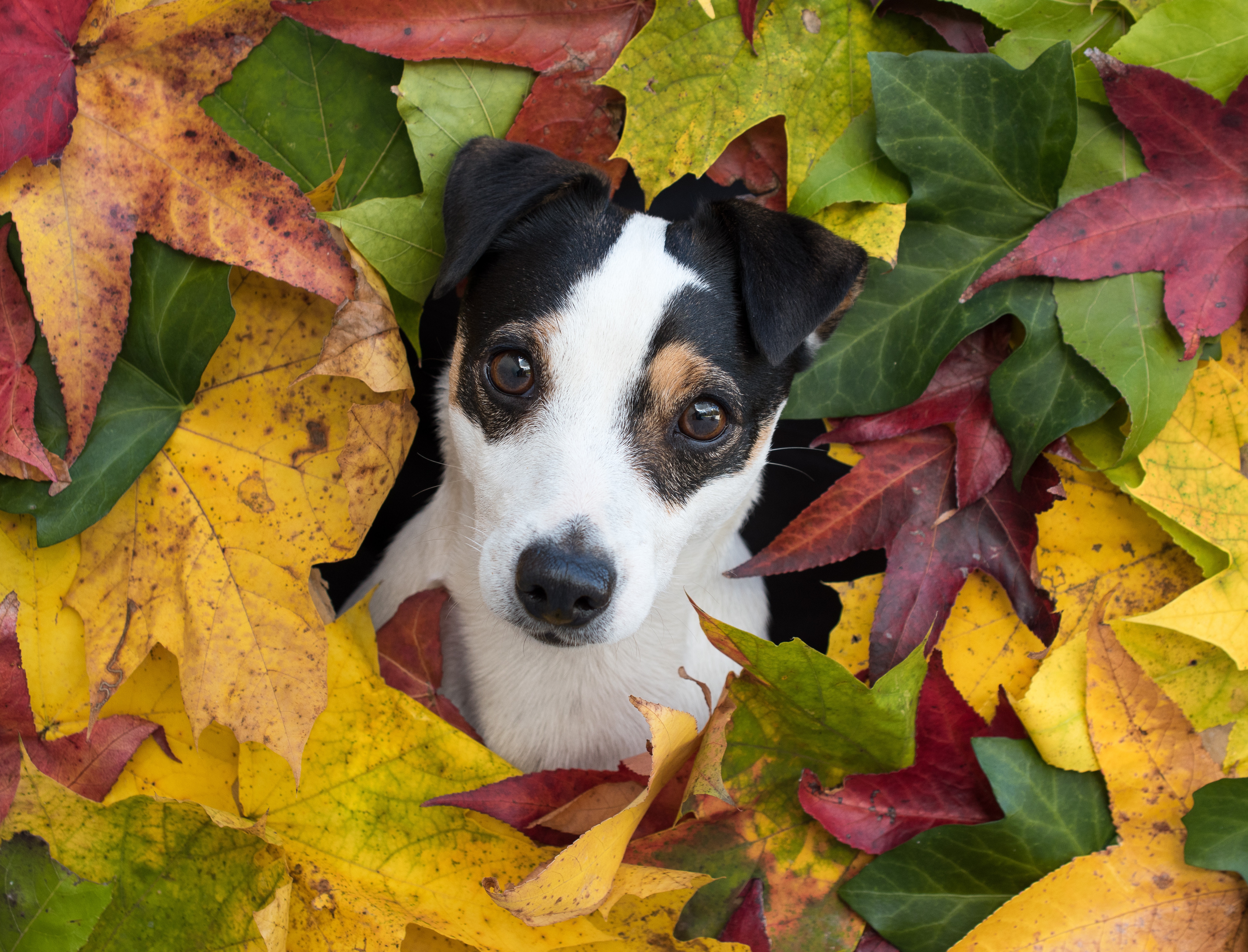 Laden Sie das Tiere, Hunde, Hund, Welpen, Jack Russell Terrier, Ahornblatt-Bild kostenlos auf Ihren PC-Desktop herunter