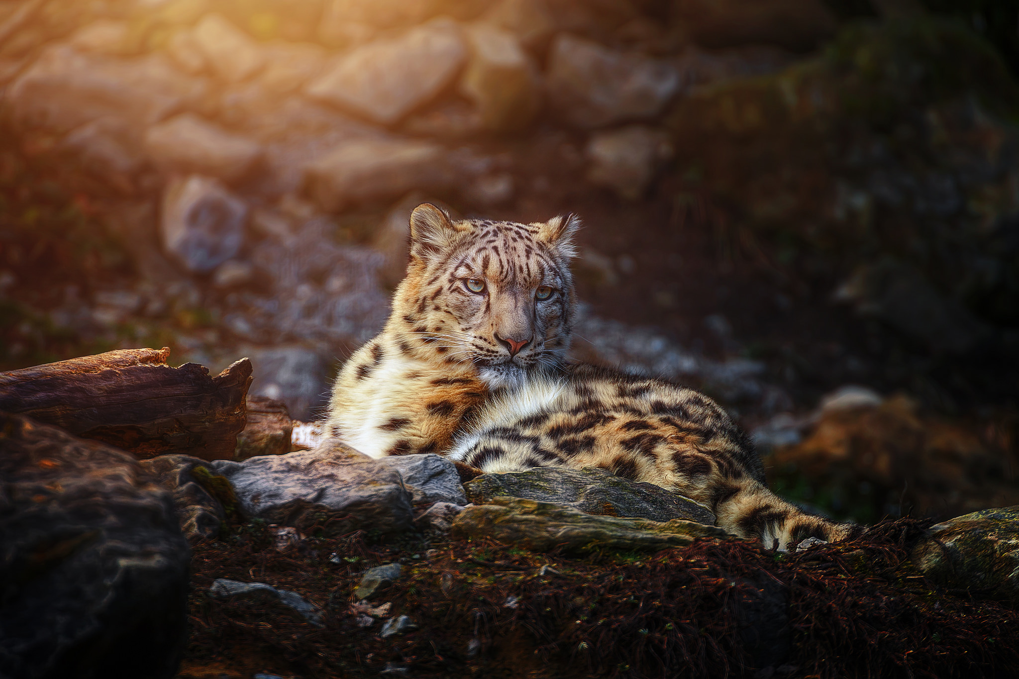 418036 Hintergrundbild herunterladen tiere, schneeleopard, ausruhen, katzen - Bildschirmschoner und Bilder kostenlos
