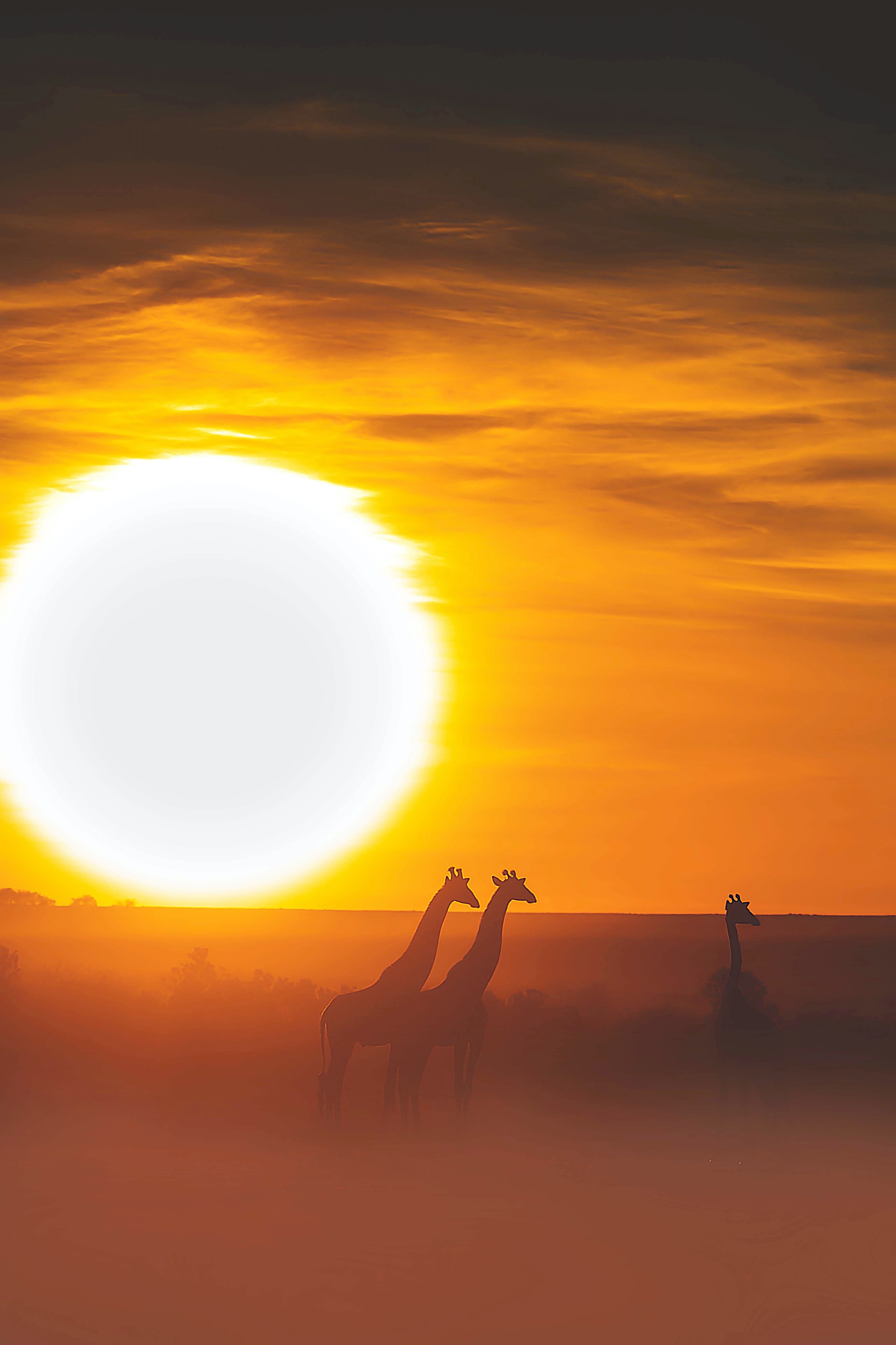 78889 télécharger l'image animaux, coucher de soleil, sun, safari, girafe - fonds d'écran et économiseurs d'écran gratuits