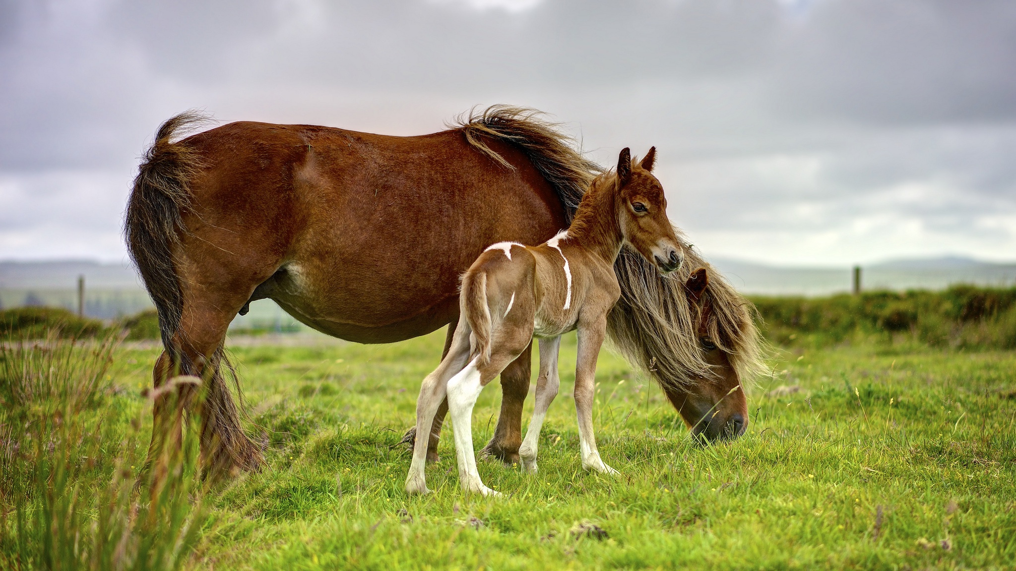 PCデスクトップに動物, 馬, 赤ちゃん動物, 仔馬画像を無料でダウンロード