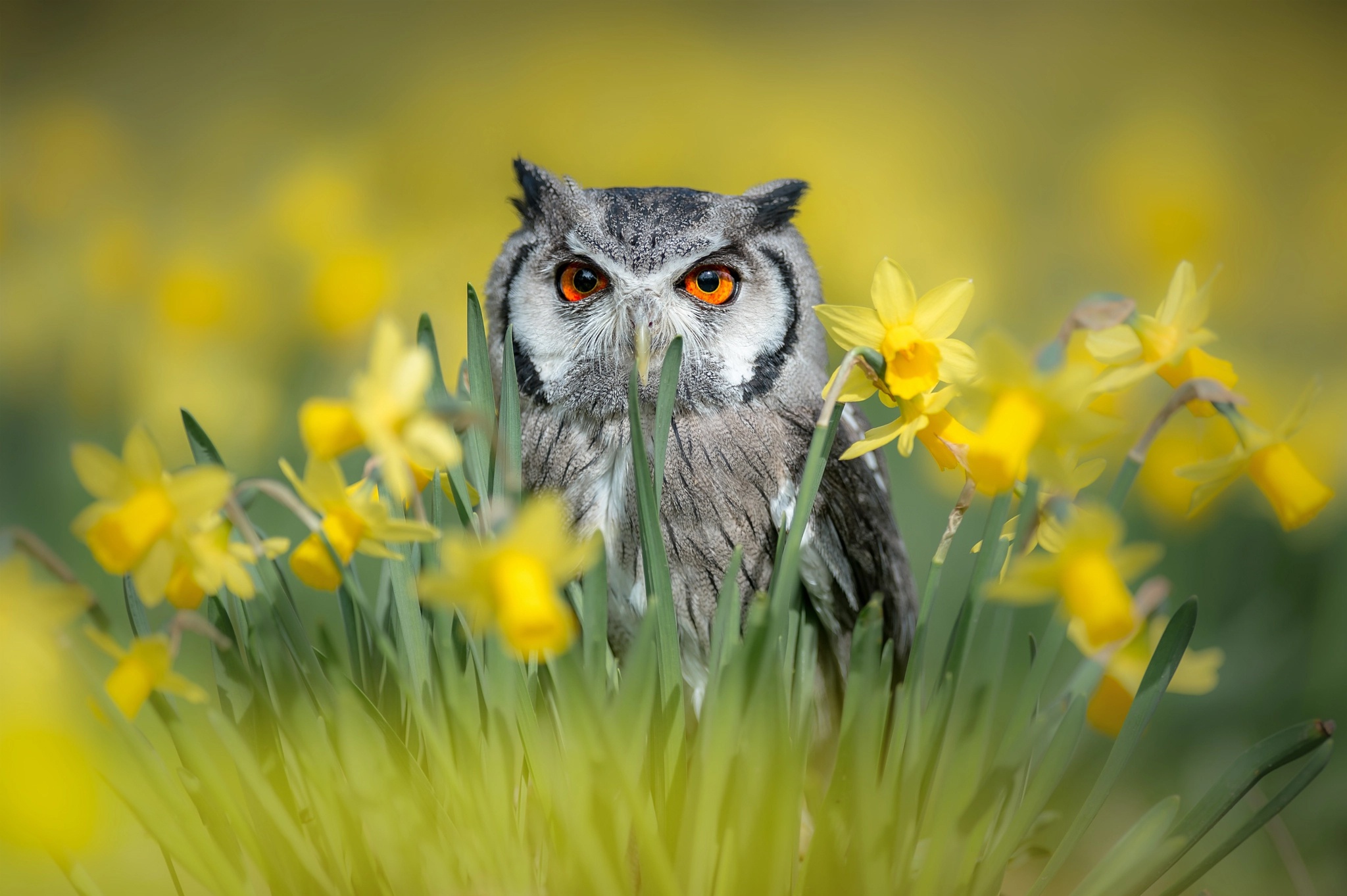 Download mobile wallpaper Birds, Owl, Summer, Flower, Bird, Animal, Yellow Flower, Daffodil for free.