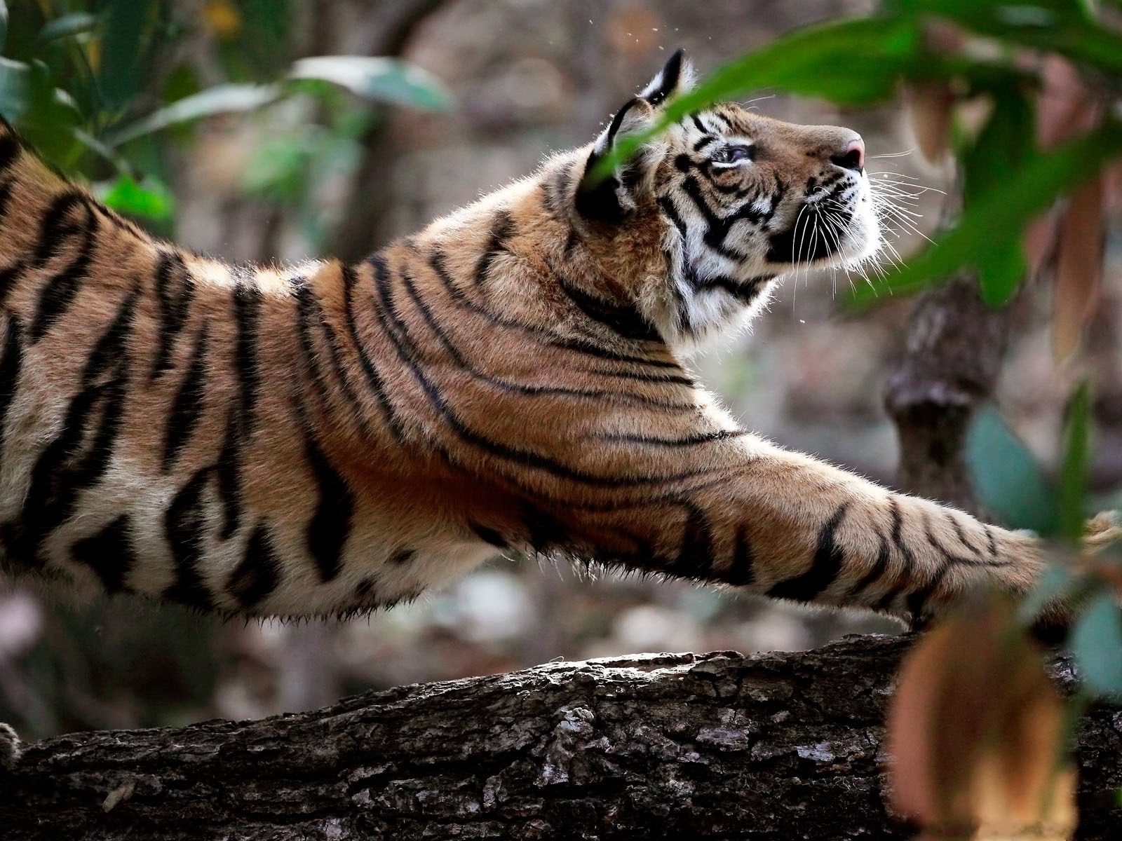 Descarga gratuita de fondo de pantalla para móvil de Animales, Tigre.