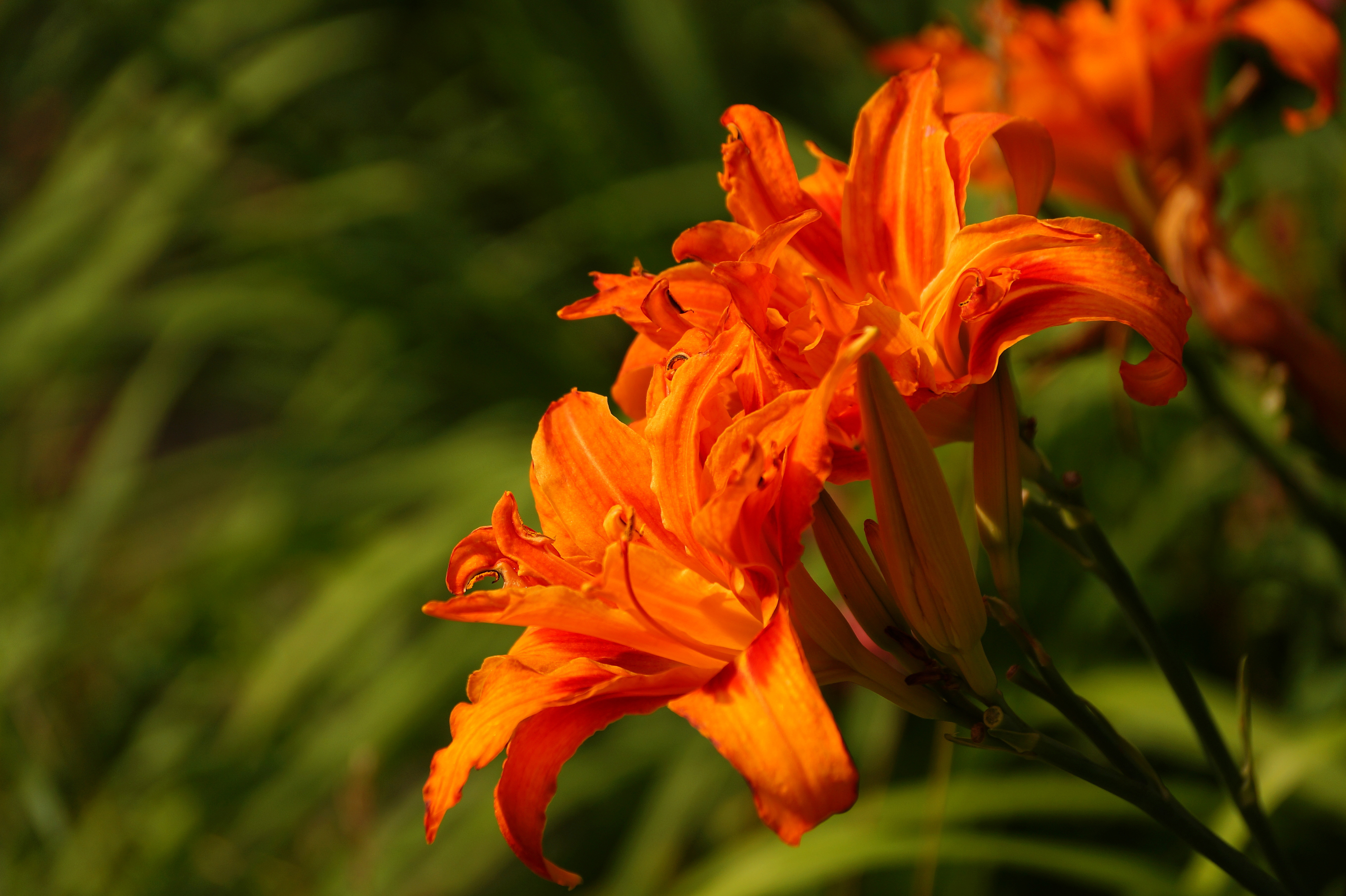 Laden Sie das Natur, Blumen, Blume, Nahansicht, Lilie, Erde/natur, Orangene Blume-Bild kostenlos auf Ihren PC-Desktop herunter