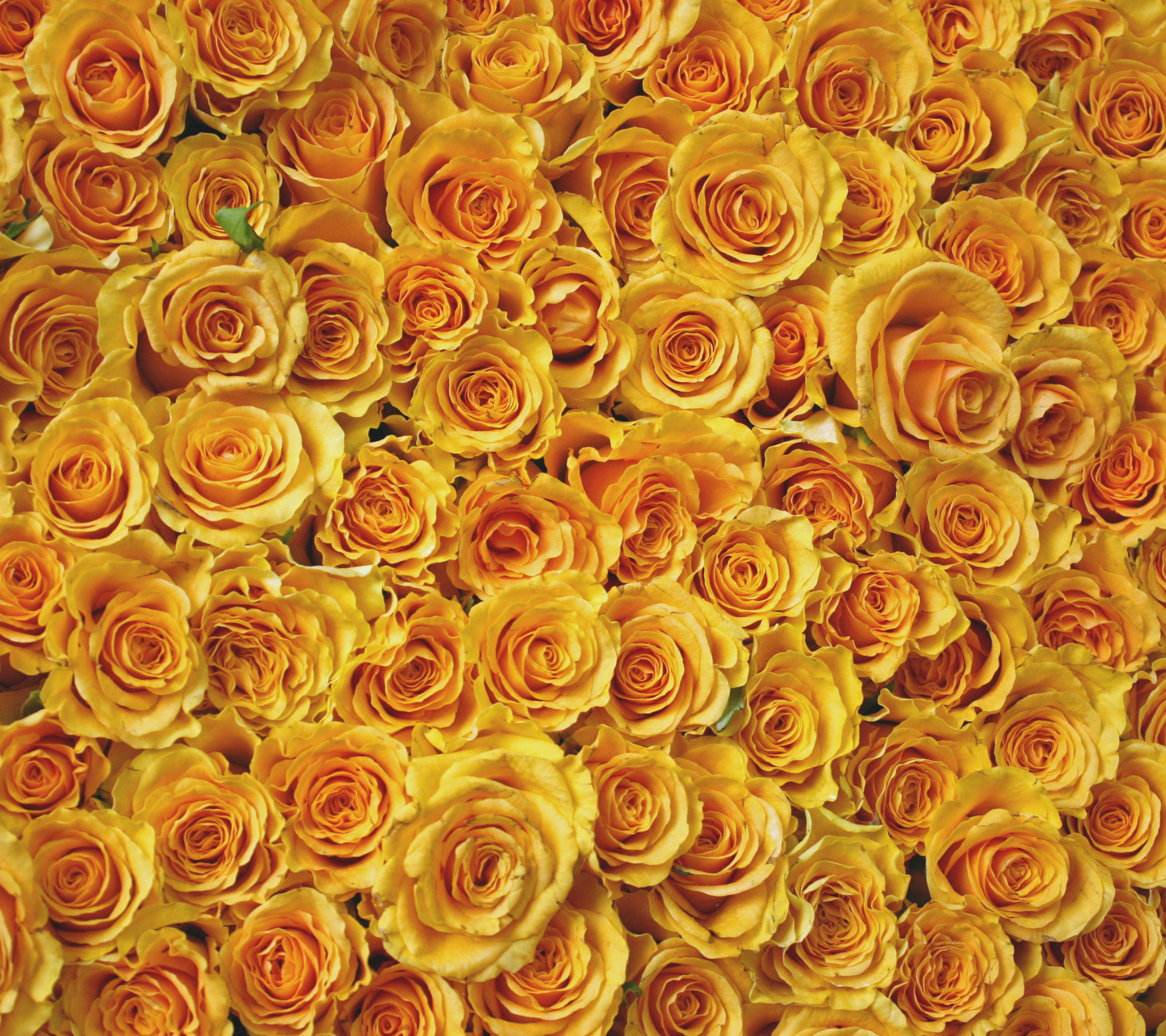 Descarga gratis la imagen Flores, Rosa, Flor, De Cerca, Flor Amarilla, Tierra/naturaleza en el escritorio de tu PC