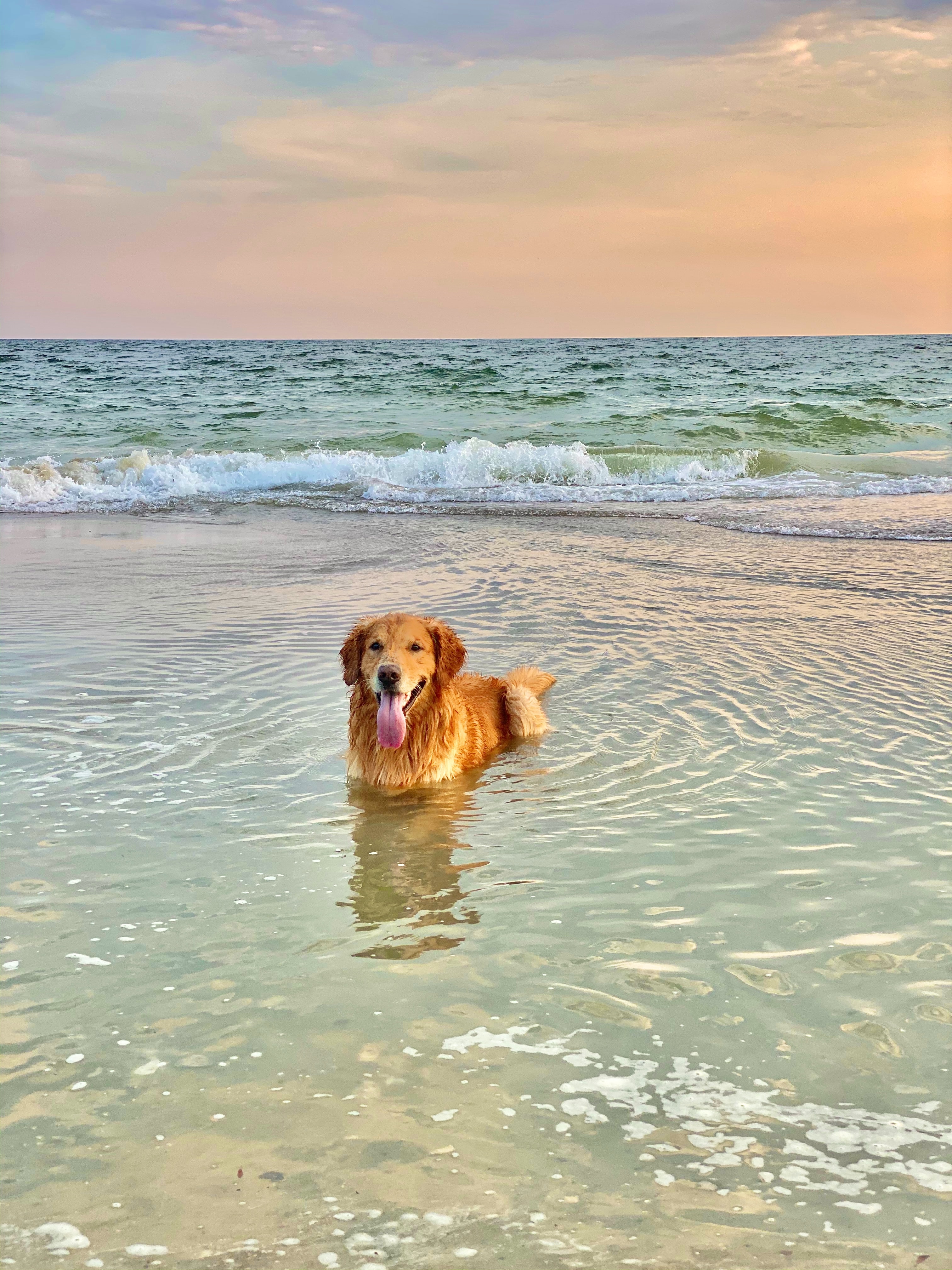 golden retriever, animals, water, sea, dog, brown, pet, protruding tongue, tongue stuck out