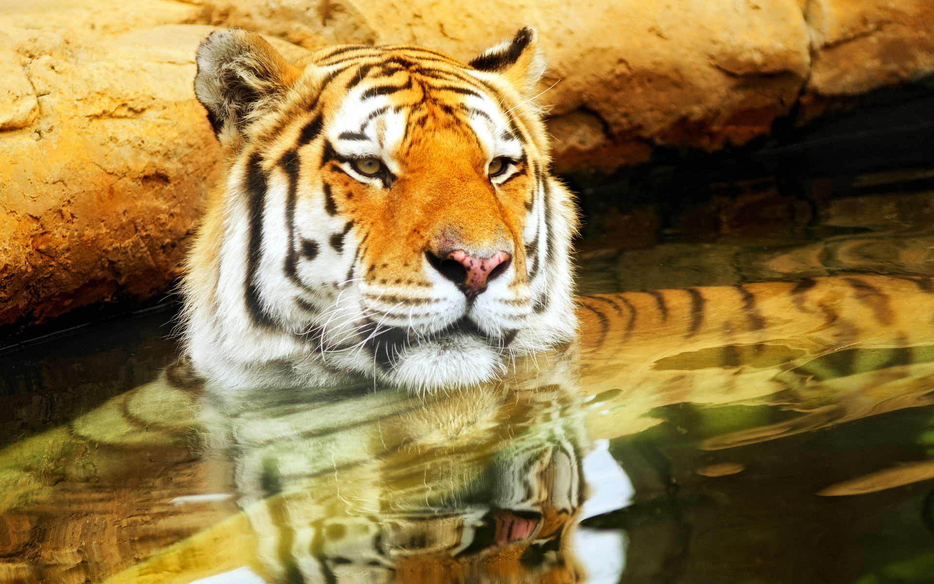 Download mobile wallpaper Cats, Animal, Tiger for free.