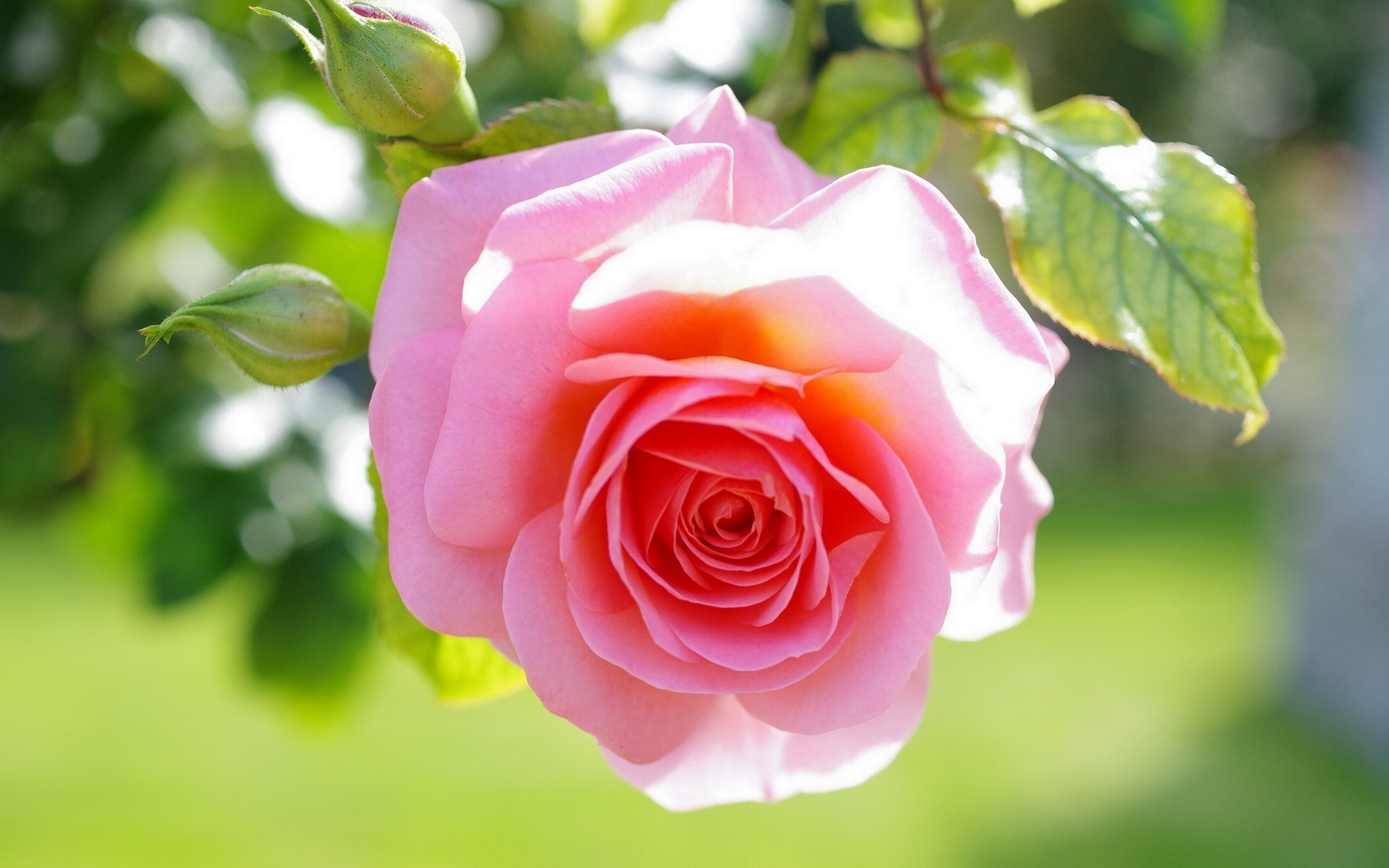 308861画像をダウンロード地球, 薔薇, つぼみ, 大きい, ピンクのバラ, フラワーズ-壁紙とスクリーンセーバーを無料で