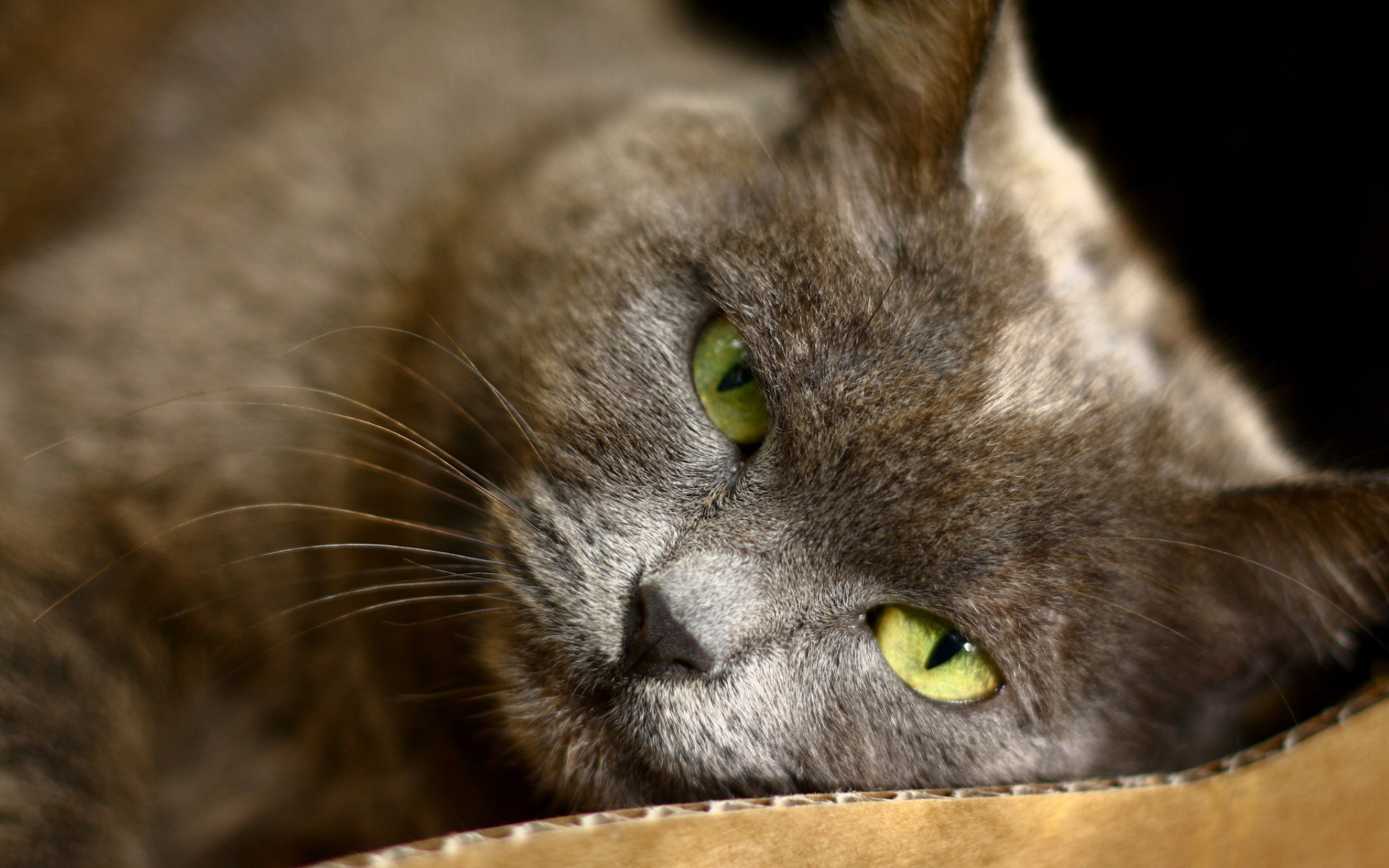 Baixar papel de parede para celular de Animais, Gatos, Gato gratuito.