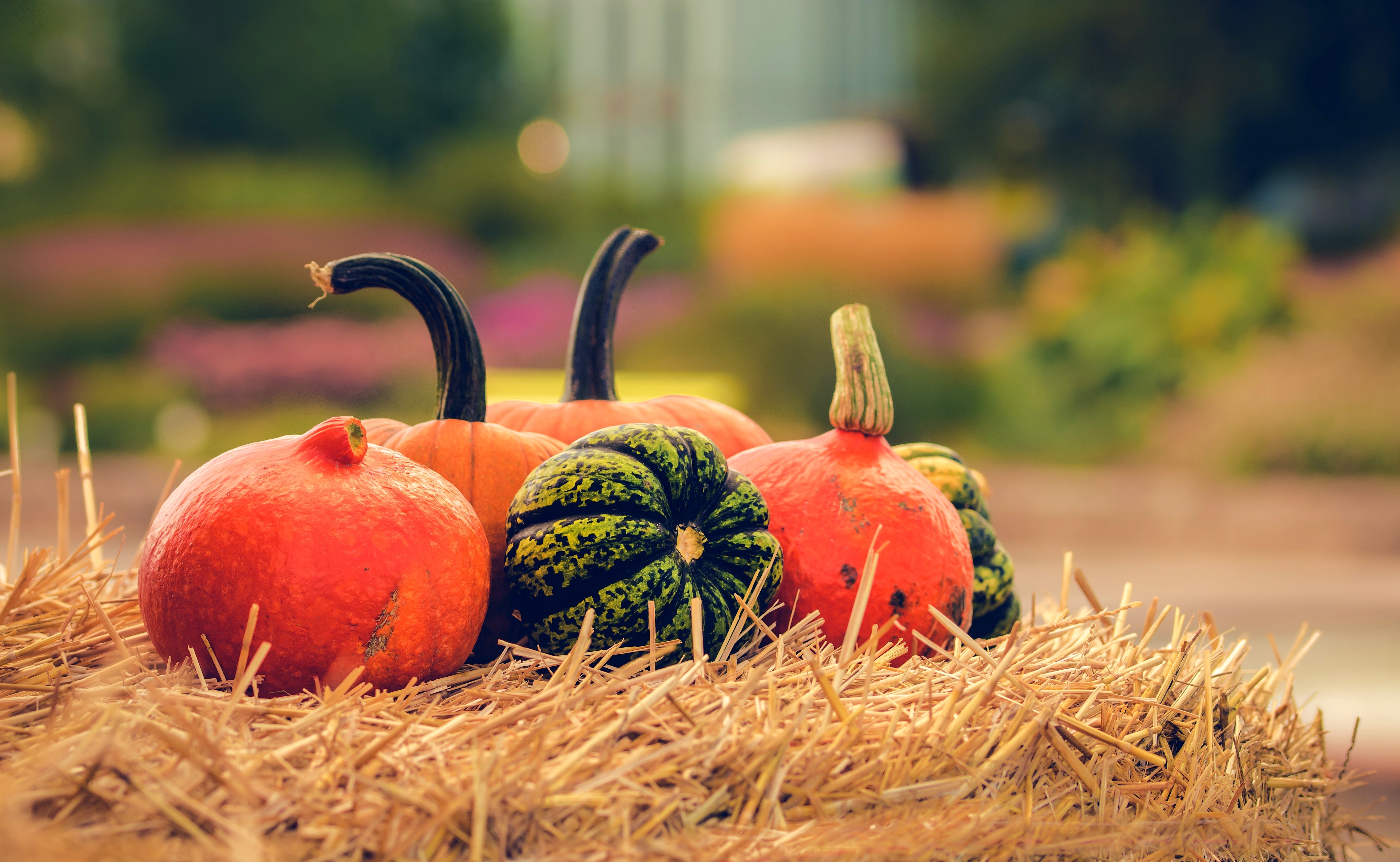 Free download wallpaper Food, Pumpkin on your PC desktop