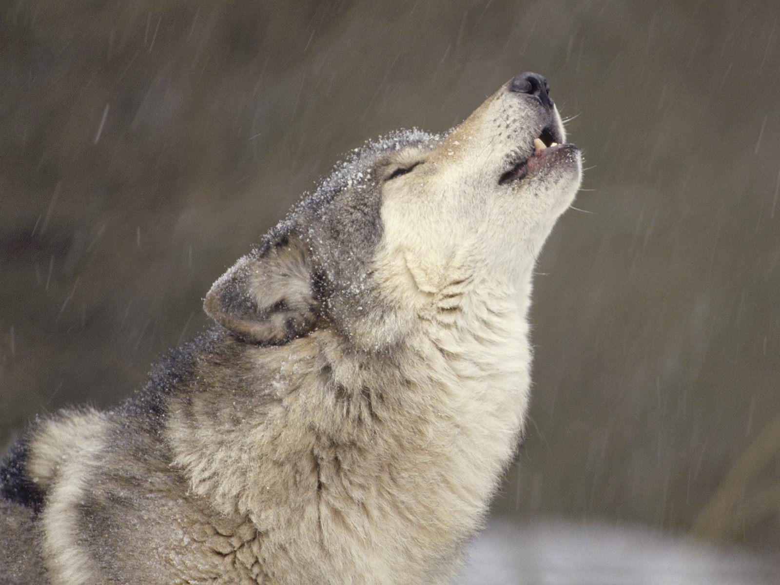 animals, wolfs Smartphone Background