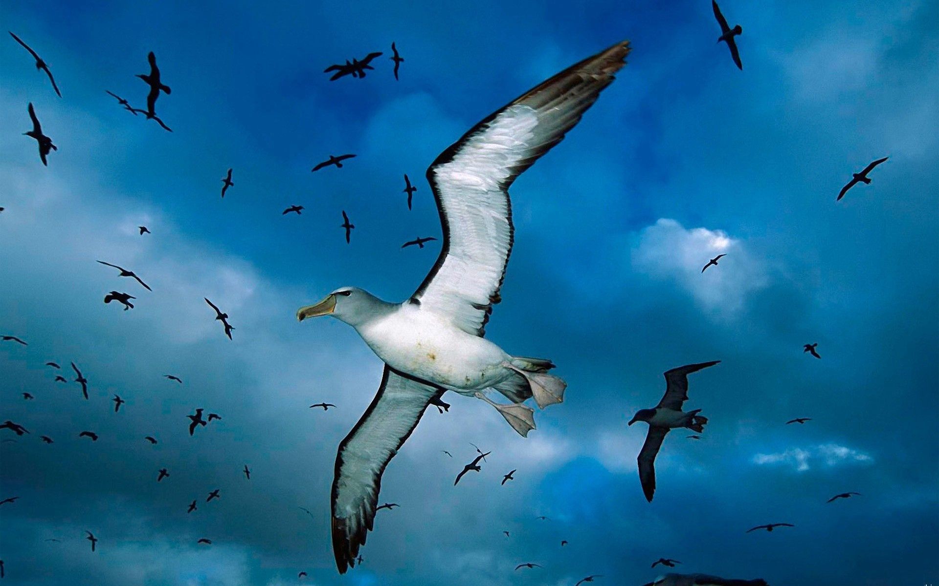 142072 Bild herunterladen tiere, vögel, sky, sea, seagulls, clouds, herde - Hintergrundbilder und Bildschirmschoner kostenlos