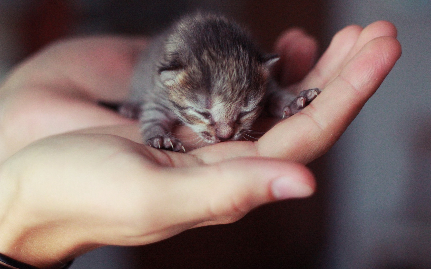 Handy-Wallpaper Tiere, Katzen, Katze kostenlos herunterladen.