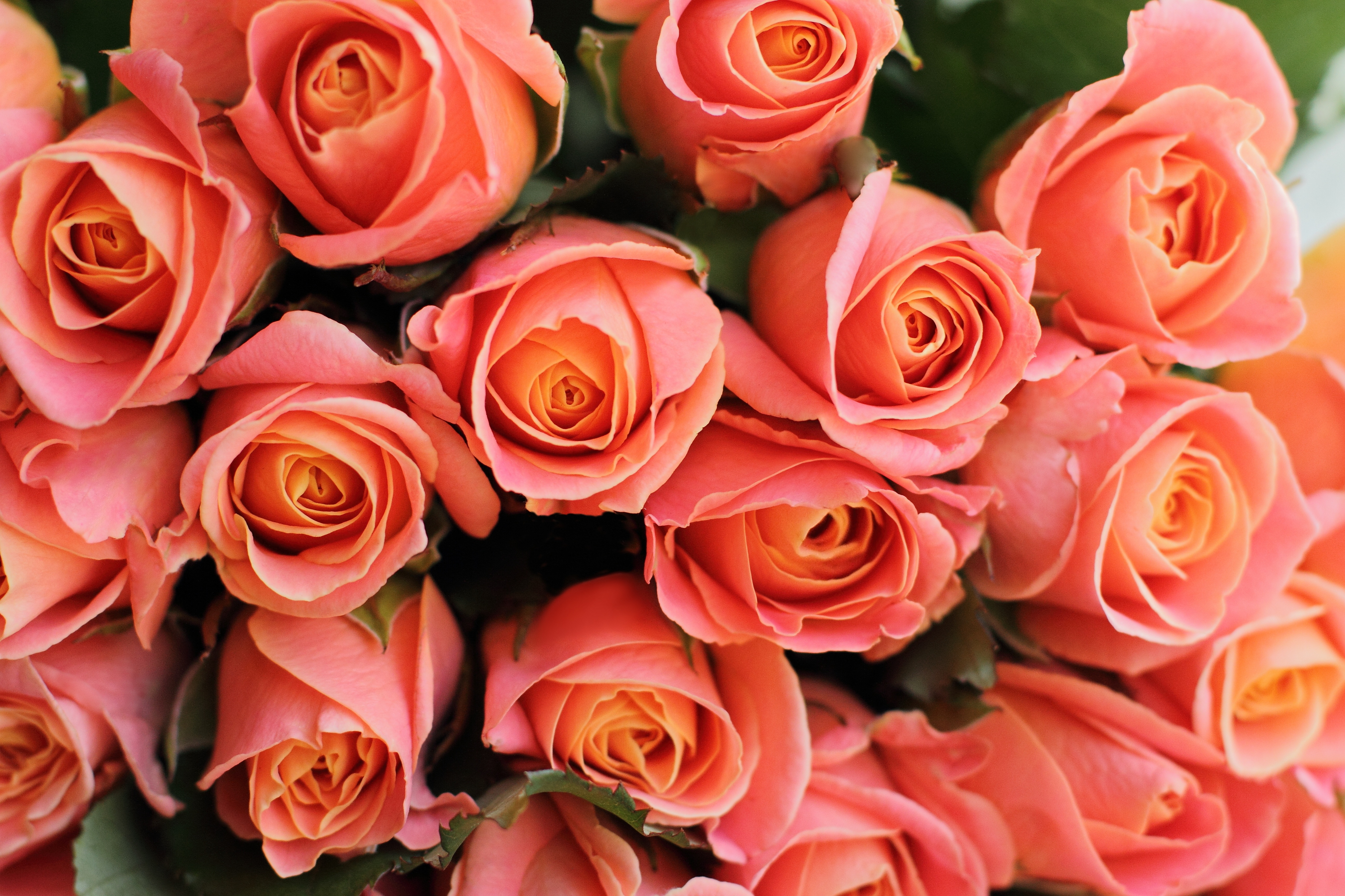 93106 завантажити картинку рози, квіти, букет, рожевий, подарунок, коралові, кораловий, романтичний - шпалери і заставки безкоштовно