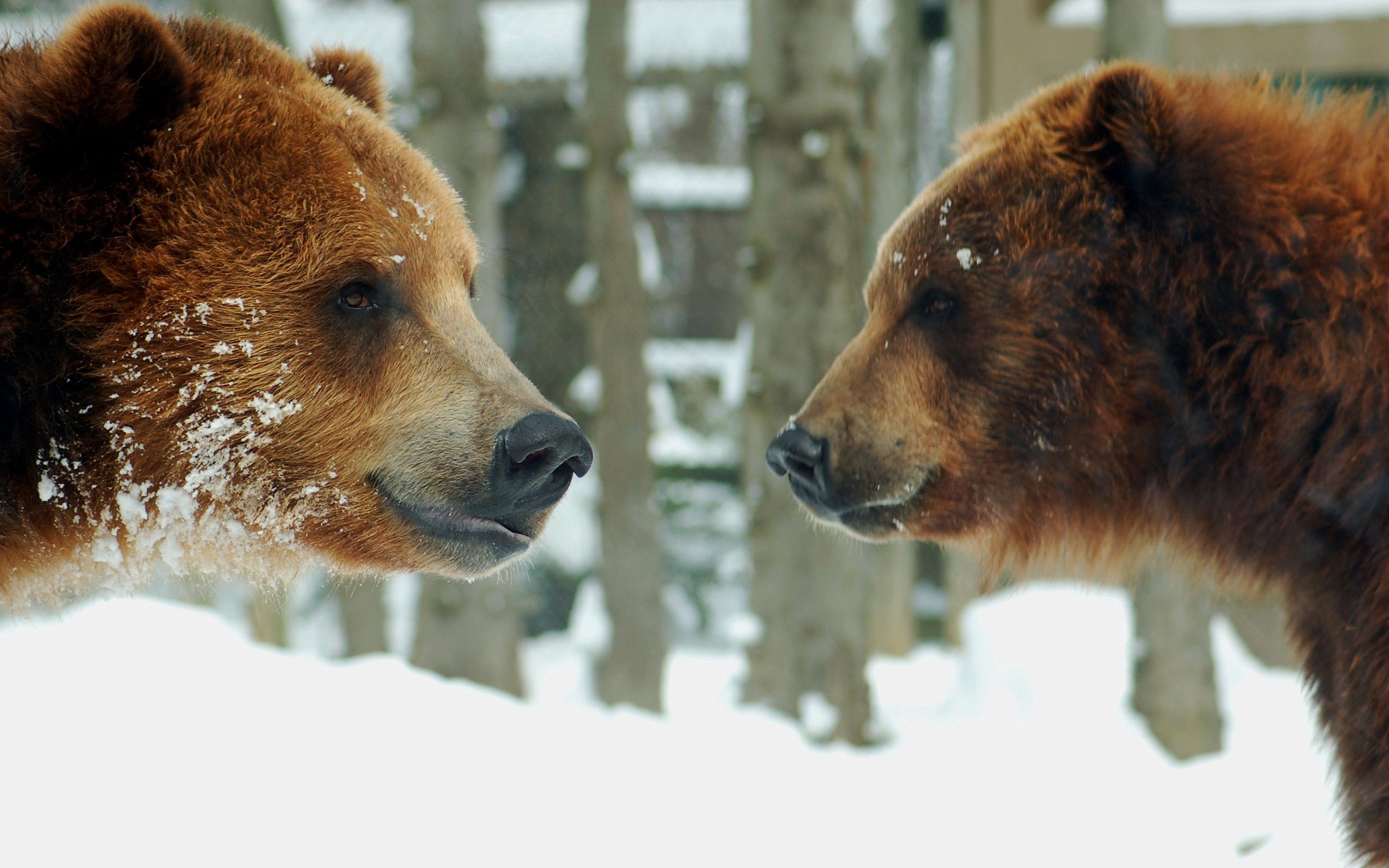 141889 descargar imagen animales, nieve, bears, pareja, par, marrón: fondos de pantalla y protectores de pantalla gratis
