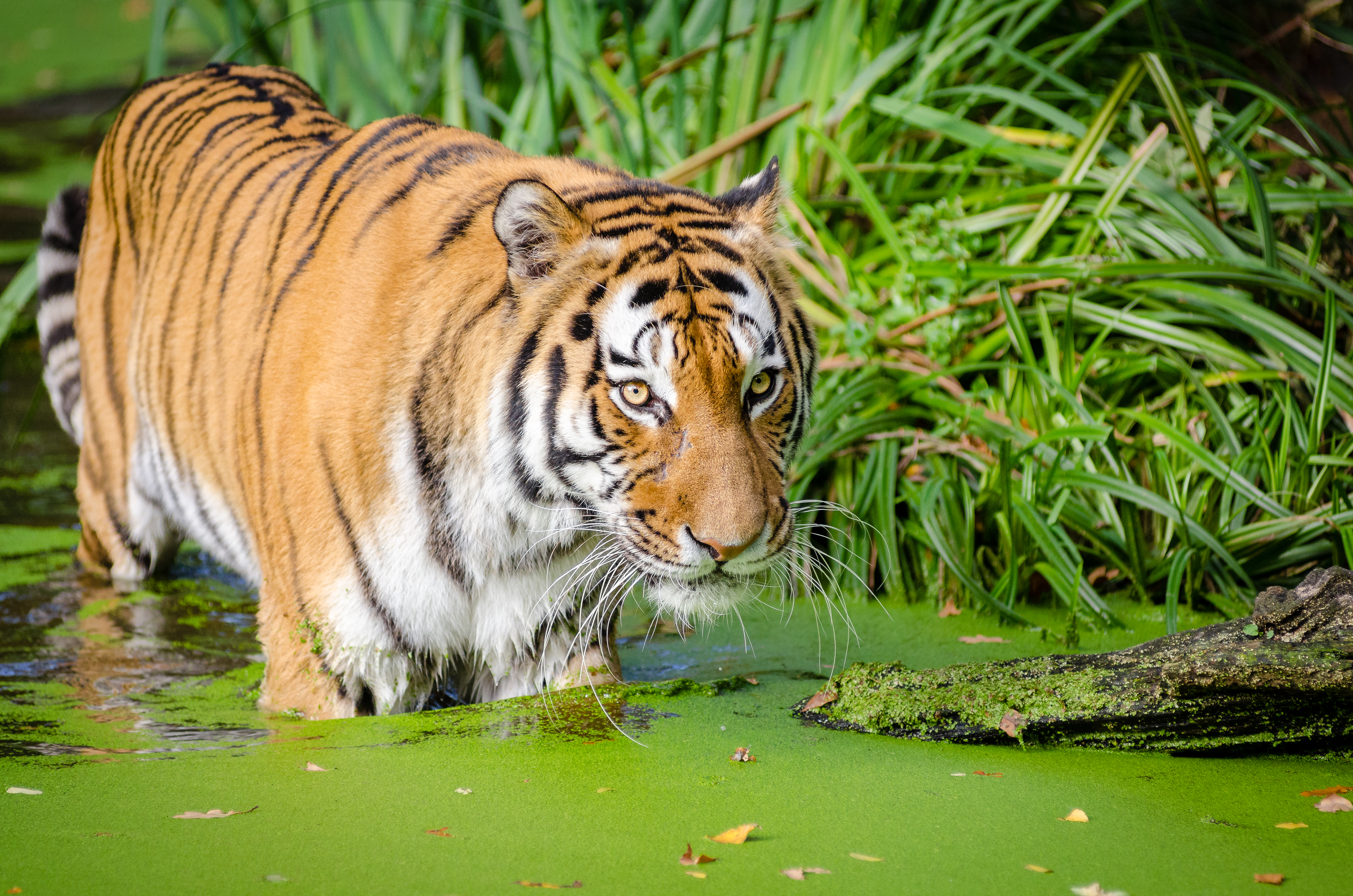 無料モバイル壁紙動物, 水, 猫, 虎をダウンロードします。