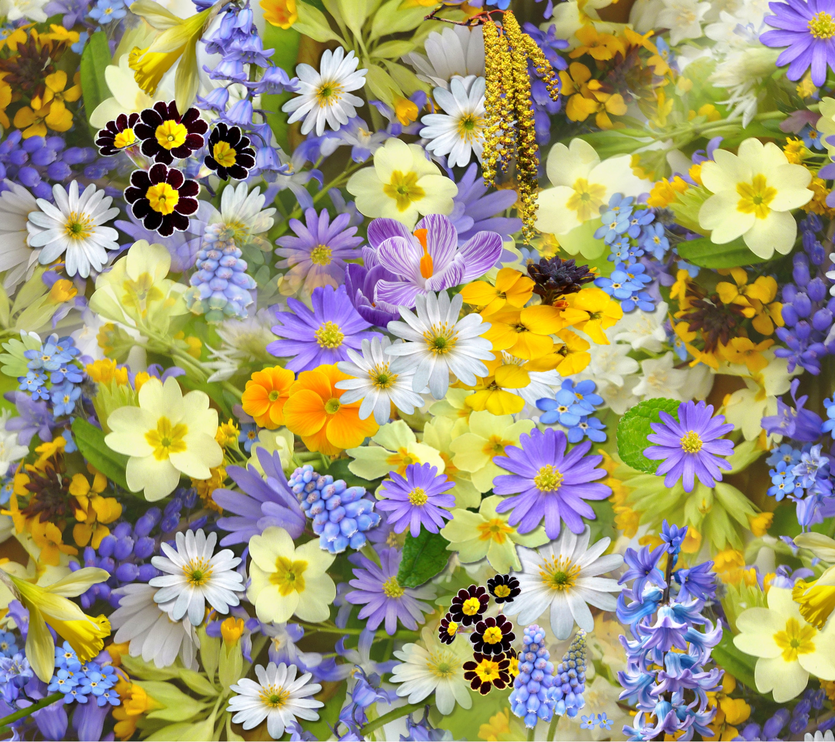無料モバイル壁紙フラワーズ, 花, 地球, 春, 黄色い花, 白い花, 紫色の花をダウンロードします。