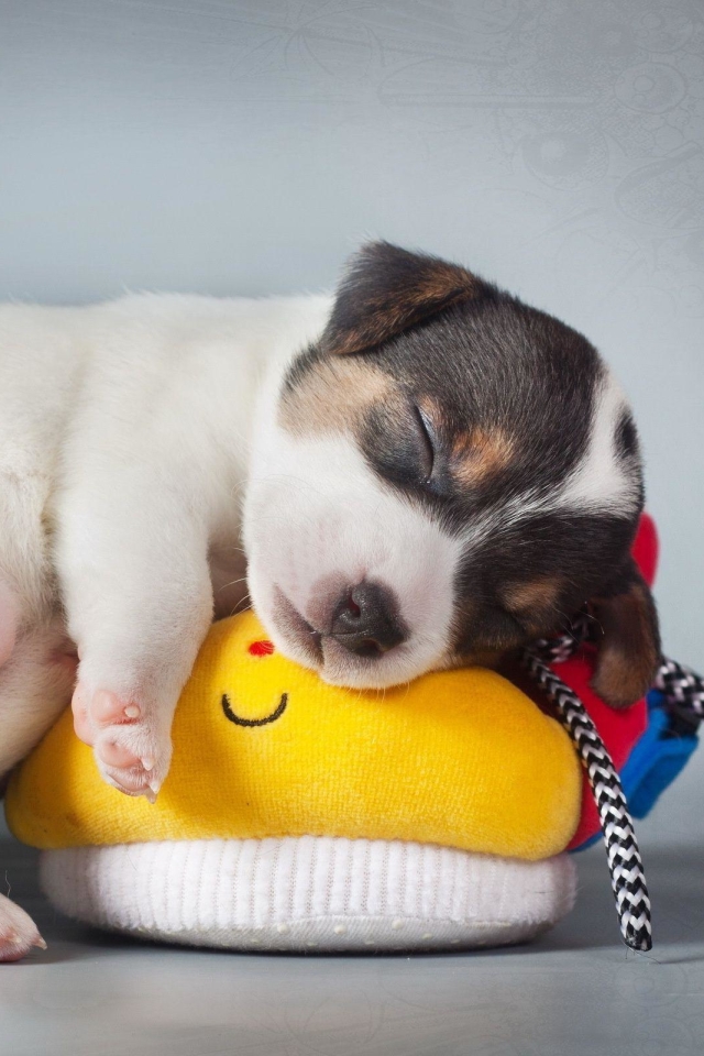 Download mobile wallpaper Dogs, Dog, Animal, Puppy, Sleeping, Cute, Jack Russell Terrier, Baby Animal for free.