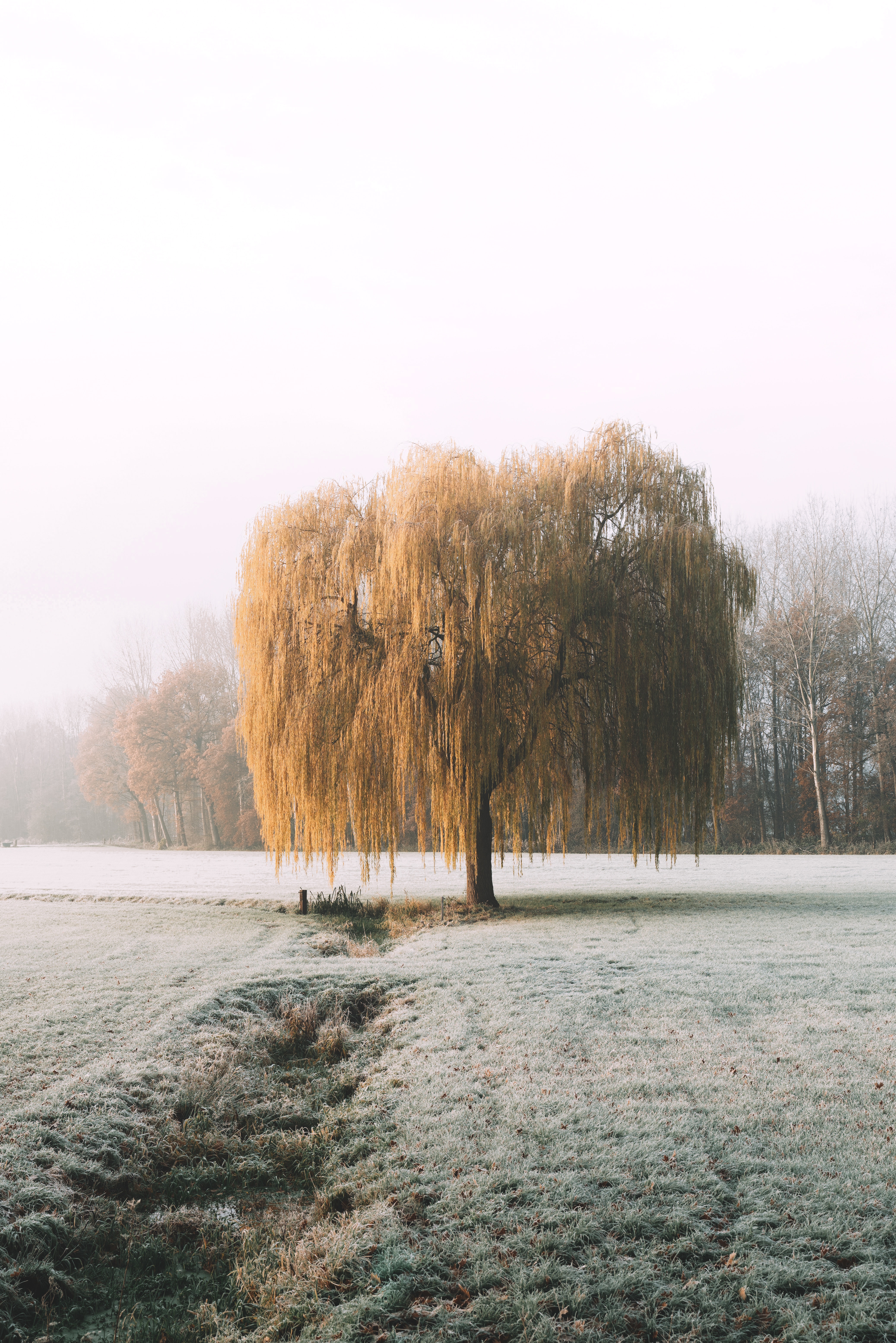 nature, winter, wood, tree, frost, hoarfrost, willow