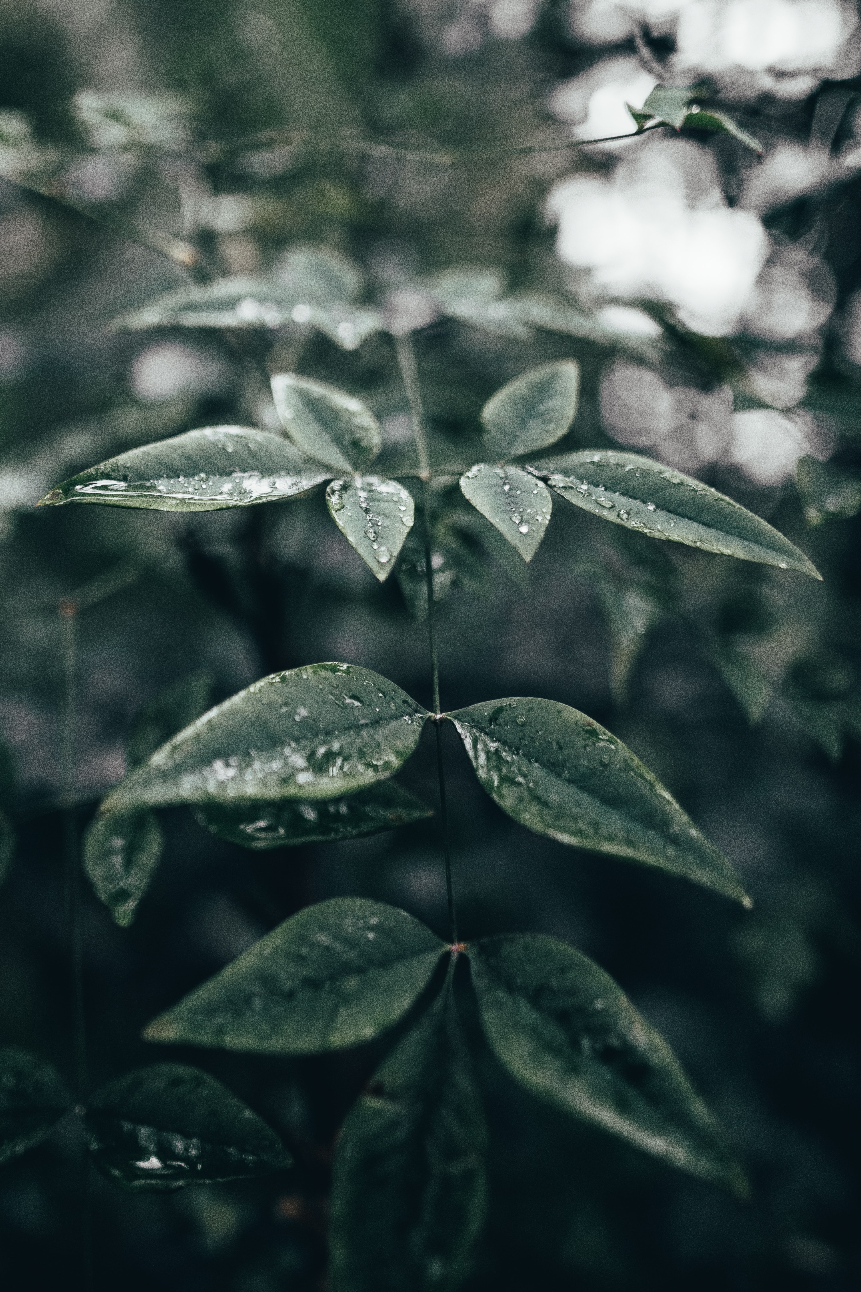 plant, water, leaves, drops, macro 1080p