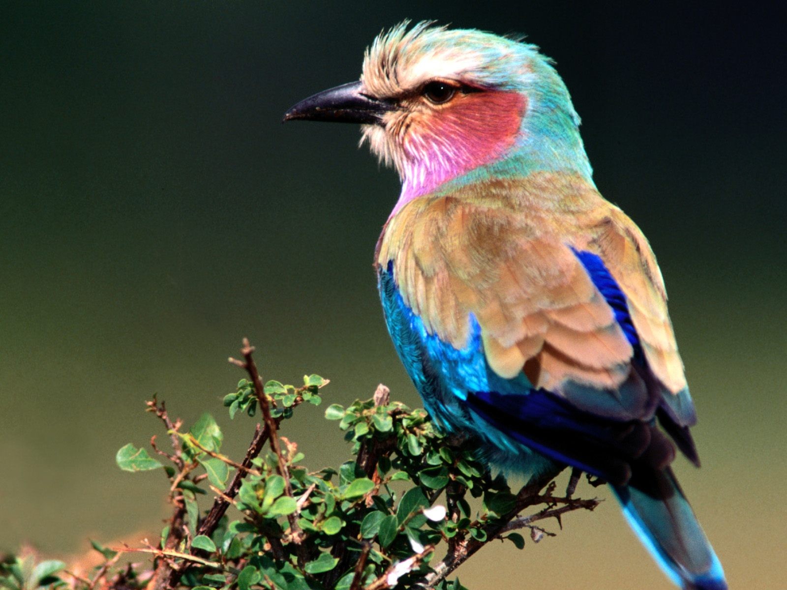 Laden Sie das Tiere, Vögel, Lilac Breasted Roller-Bild kostenlos auf Ihren PC-Desktop herunter