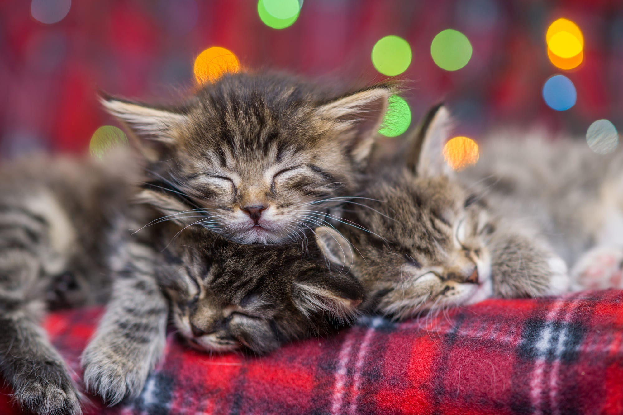 Laden Sie das Tiere, Katzen, Katze, Kätzchen, Schlafen, Bokeh, Tierbaby-Bild kostenlos auf Ihren PC-Desktop herunter