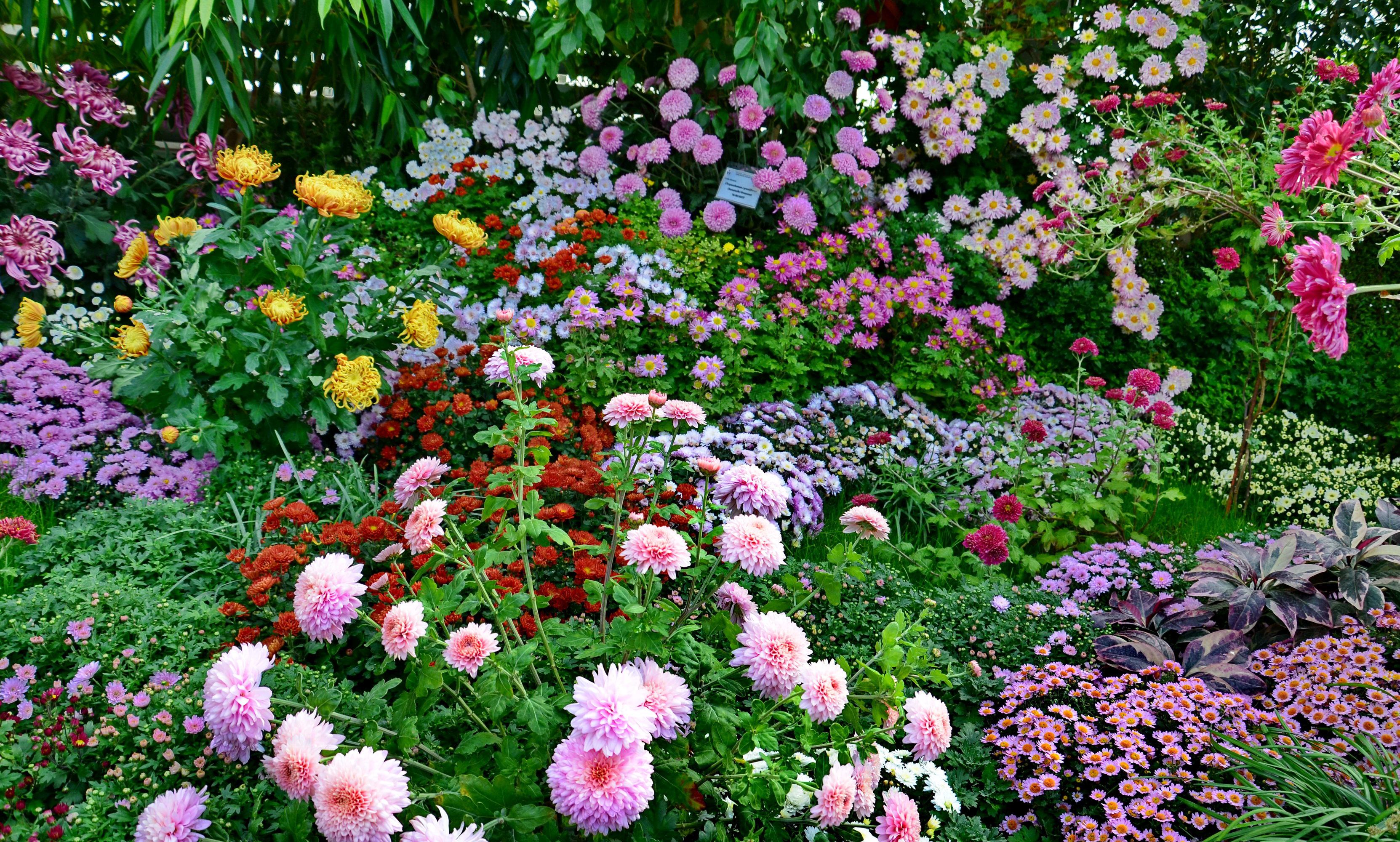 Скачать обои бесплатно Цветок, Цвета, Красочный, Сад, Весна, Сделано Человеком картинка на рабочий стол ПК