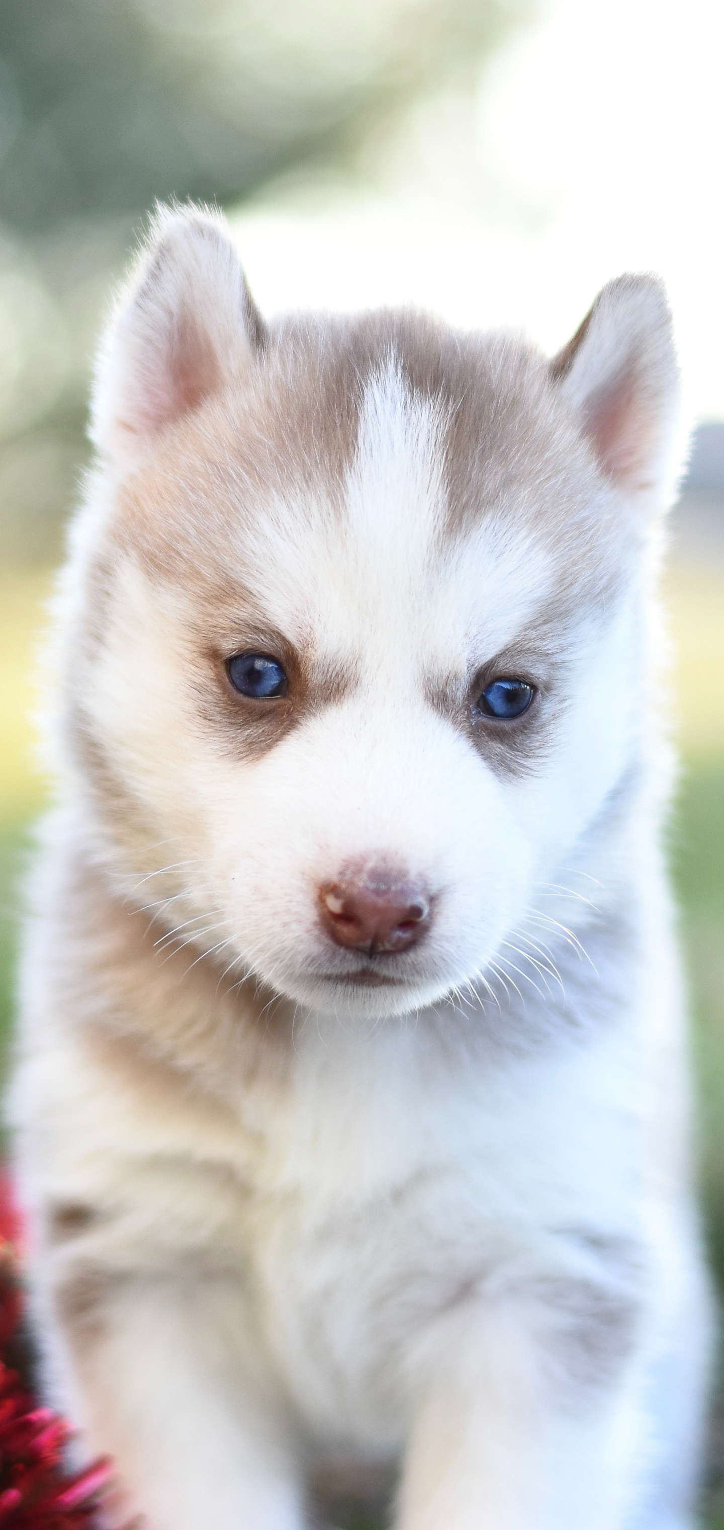 Descarga gratis la imagen Animales, Perros, Perro, Cachorro, Husky Siberiano, Bebe Animal, Perro Esquimal en el escritorio de tu PC