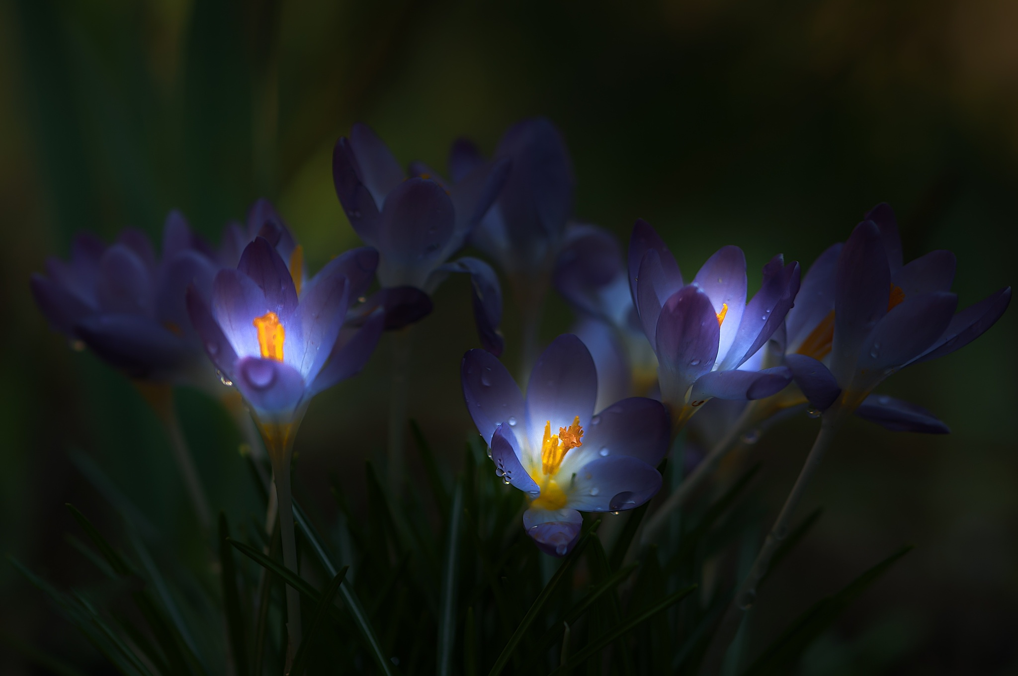 Free download wallpaper Flowers, Flower, Macro, Earth, Dew, Crocus, Purple Flower on your PC desktop