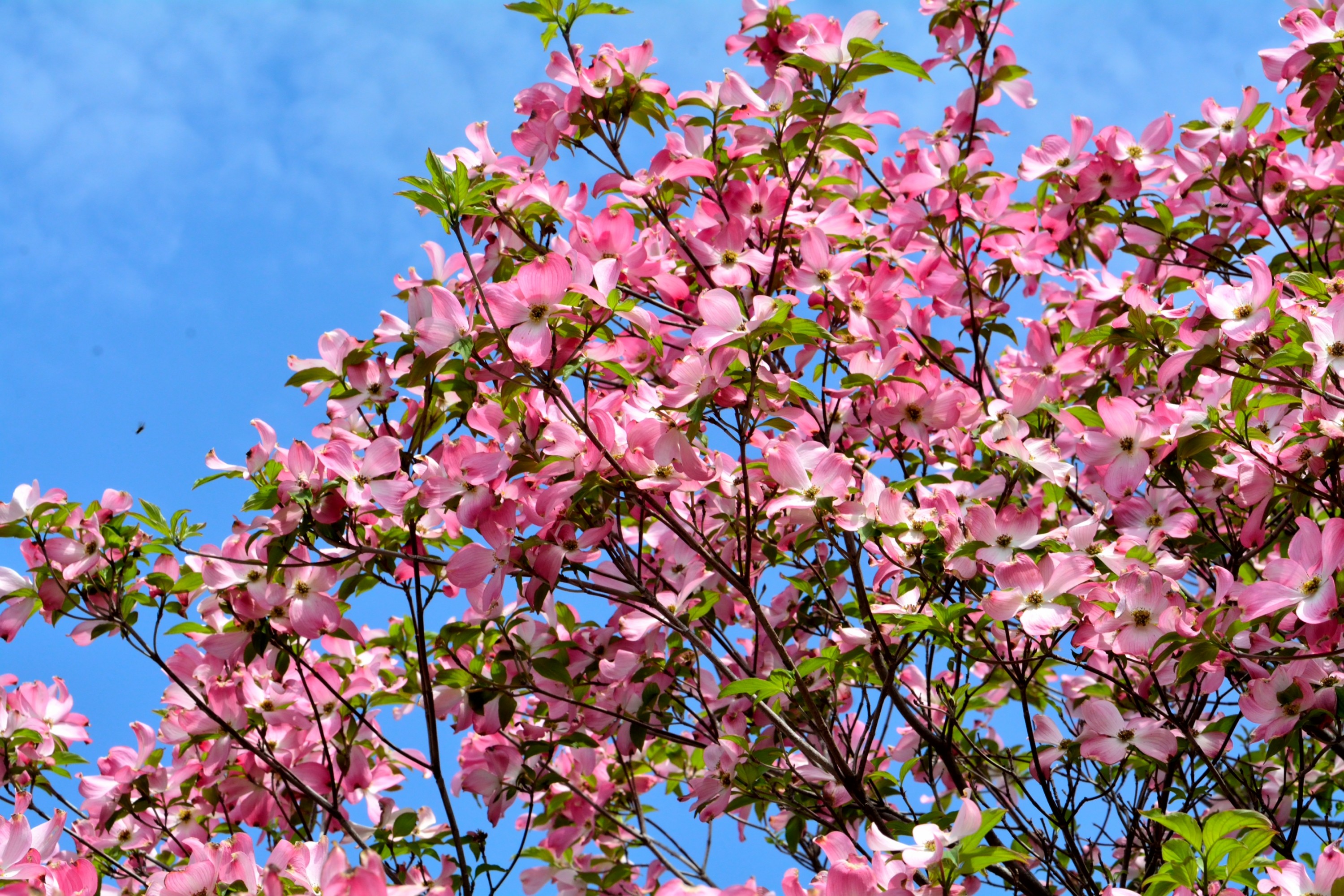 Laden Sie das Blumen, Blume, Baum, Ast, Blüte, Erde/natur, Pinke Blume-Bild kostenlos auf Ihren PC-Desktop herunter