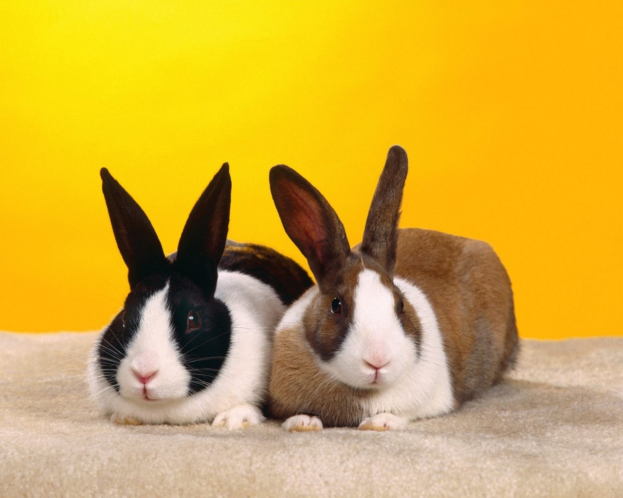 Free download wallpaper Animal, Rabbit on your PC desktop