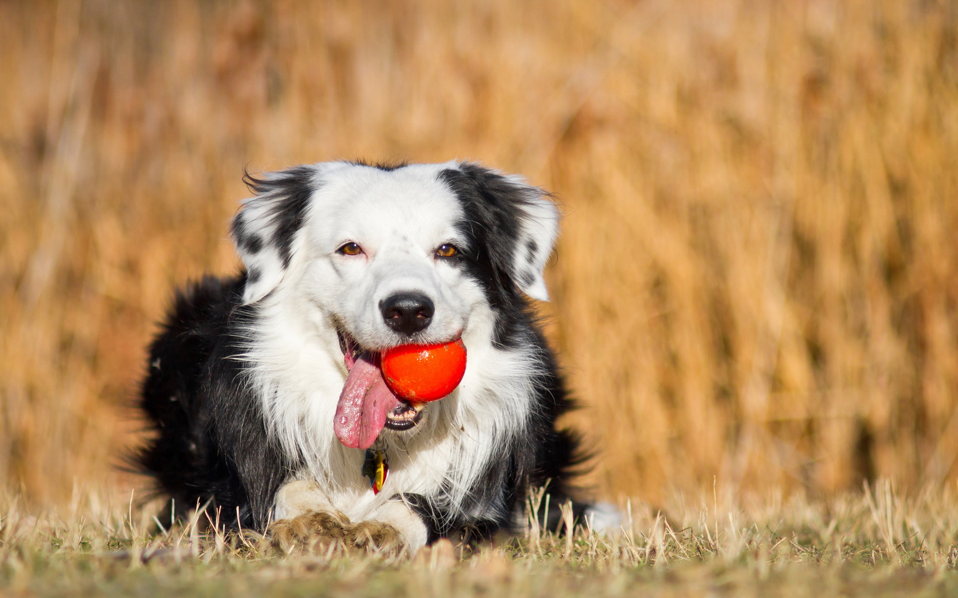 Baixe gratuitamente a imagem Animais, Cães, Cão na área de trabalho do seu PC