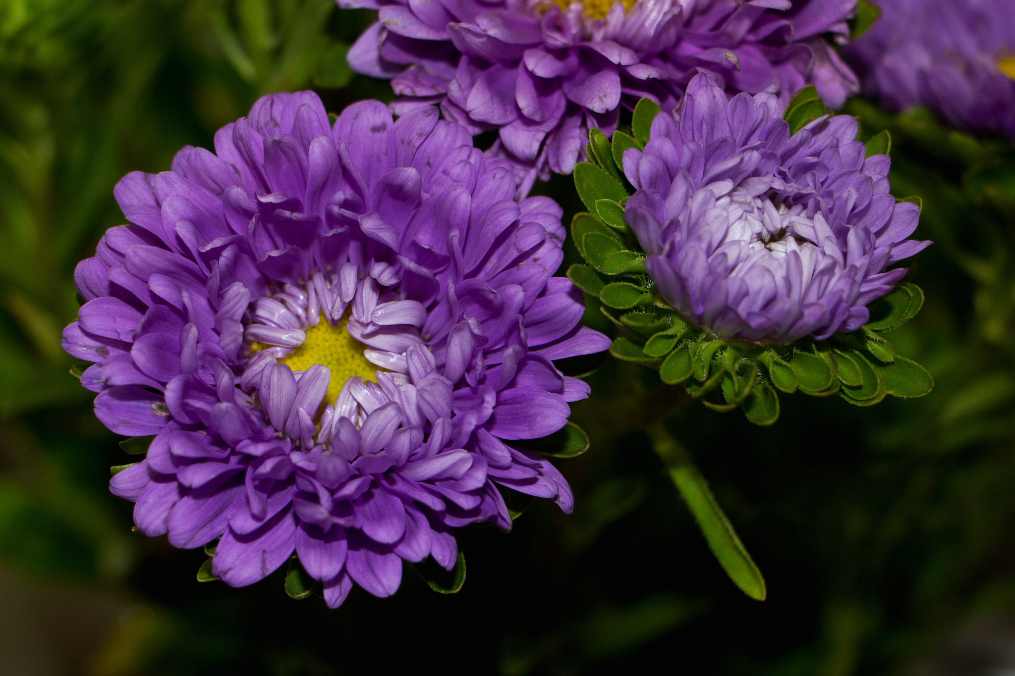 Descarga gratis la imagen Flores, Flor, Tierra/naturaleza en el escritorio de tu PC