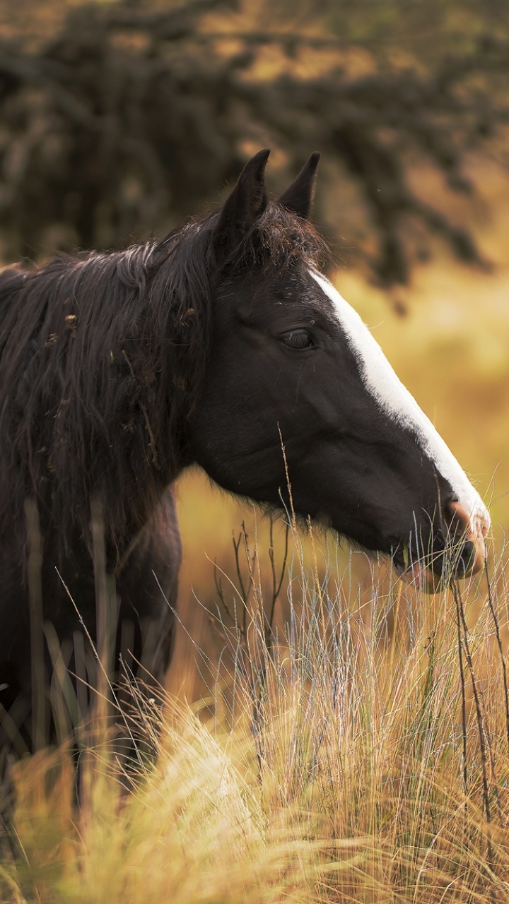 Descarga gratuita de fondo de pantalla para móvil de Animales, Hierba, Césped, Caballo, Profundidad De Campo.